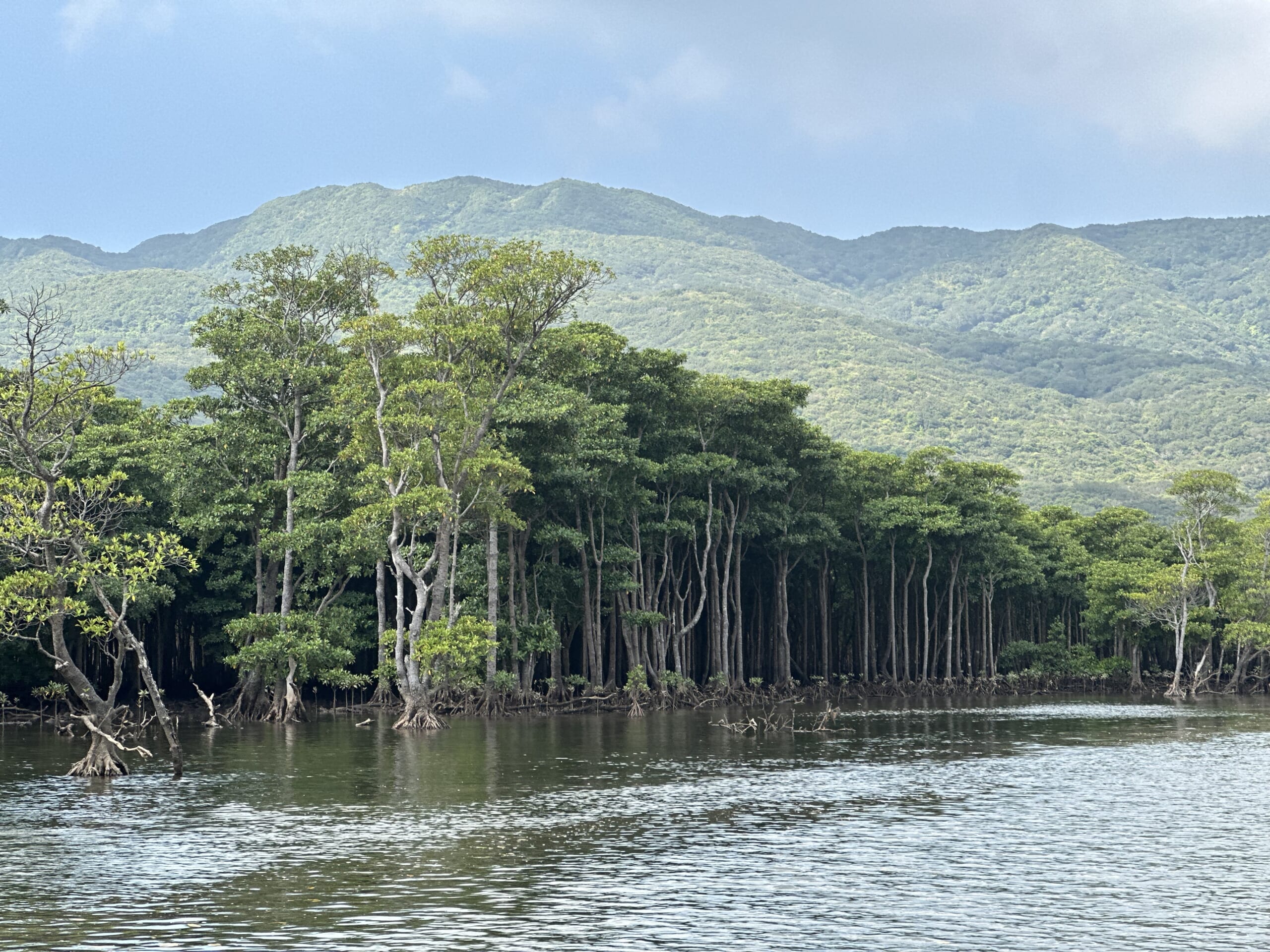 西表島　マングローブ　ツアー