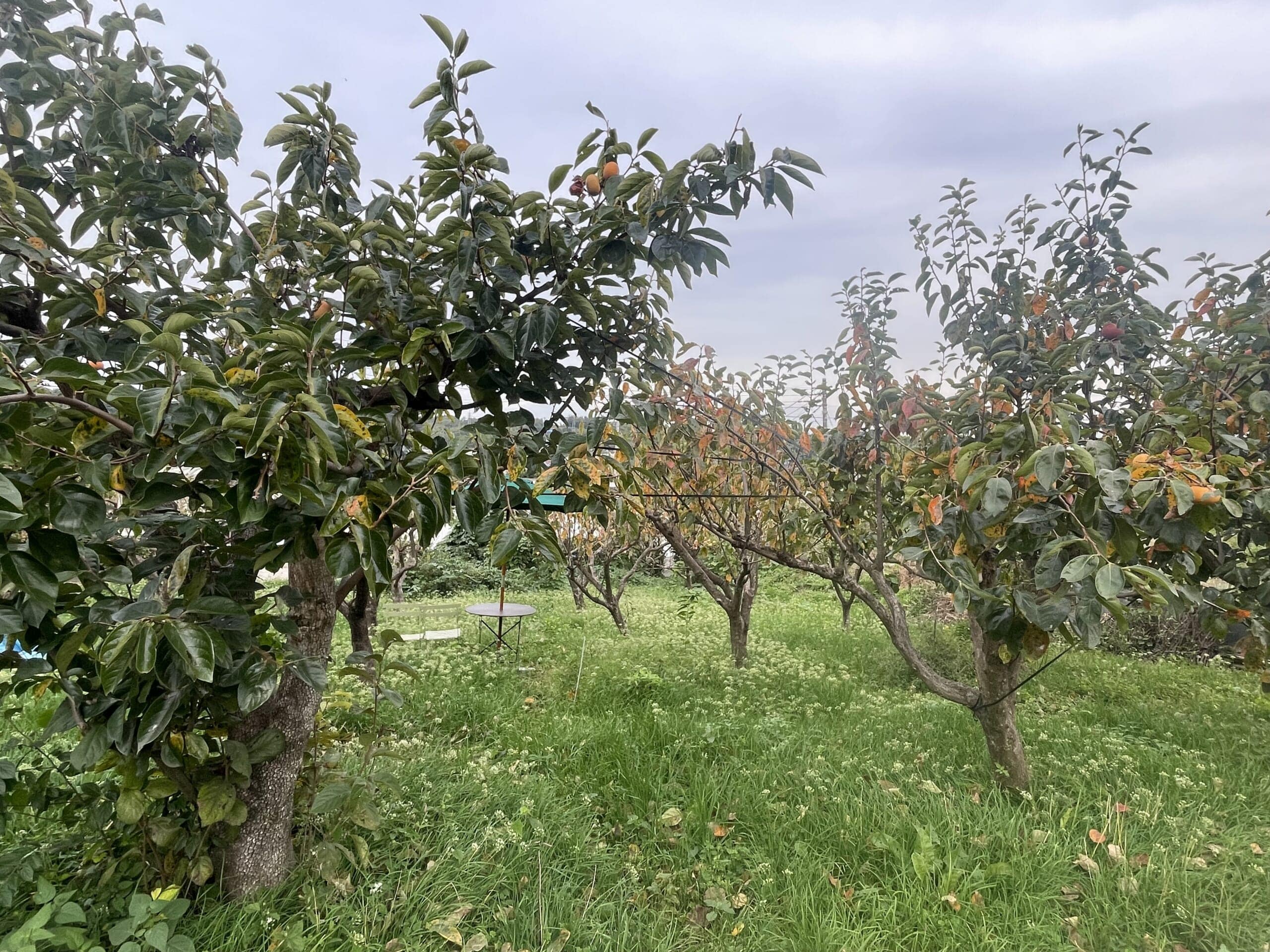 JIKE STUDIO前の柿畑。2025年10月撮影。