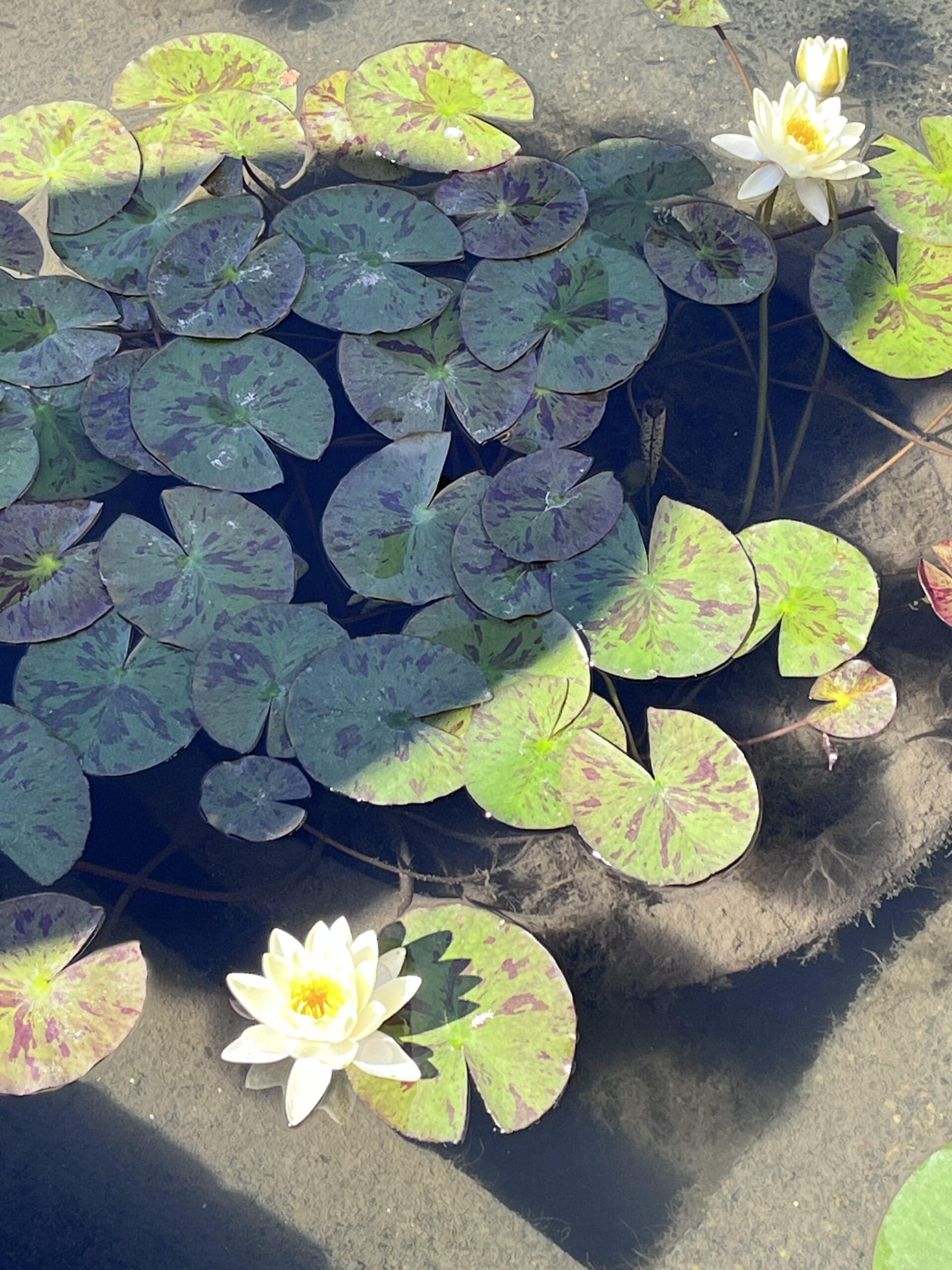 大原美術館の中庭に咲く蓮の花
