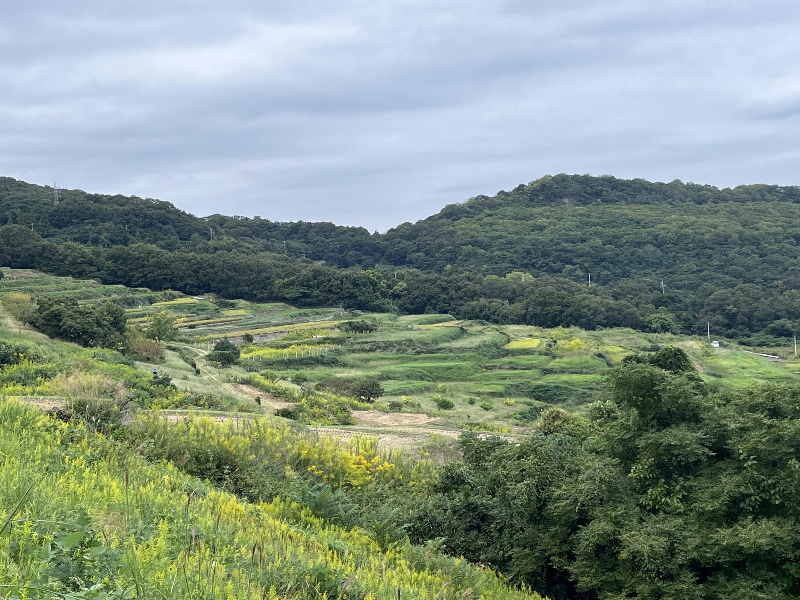 棚田が広がる豊島美術館前