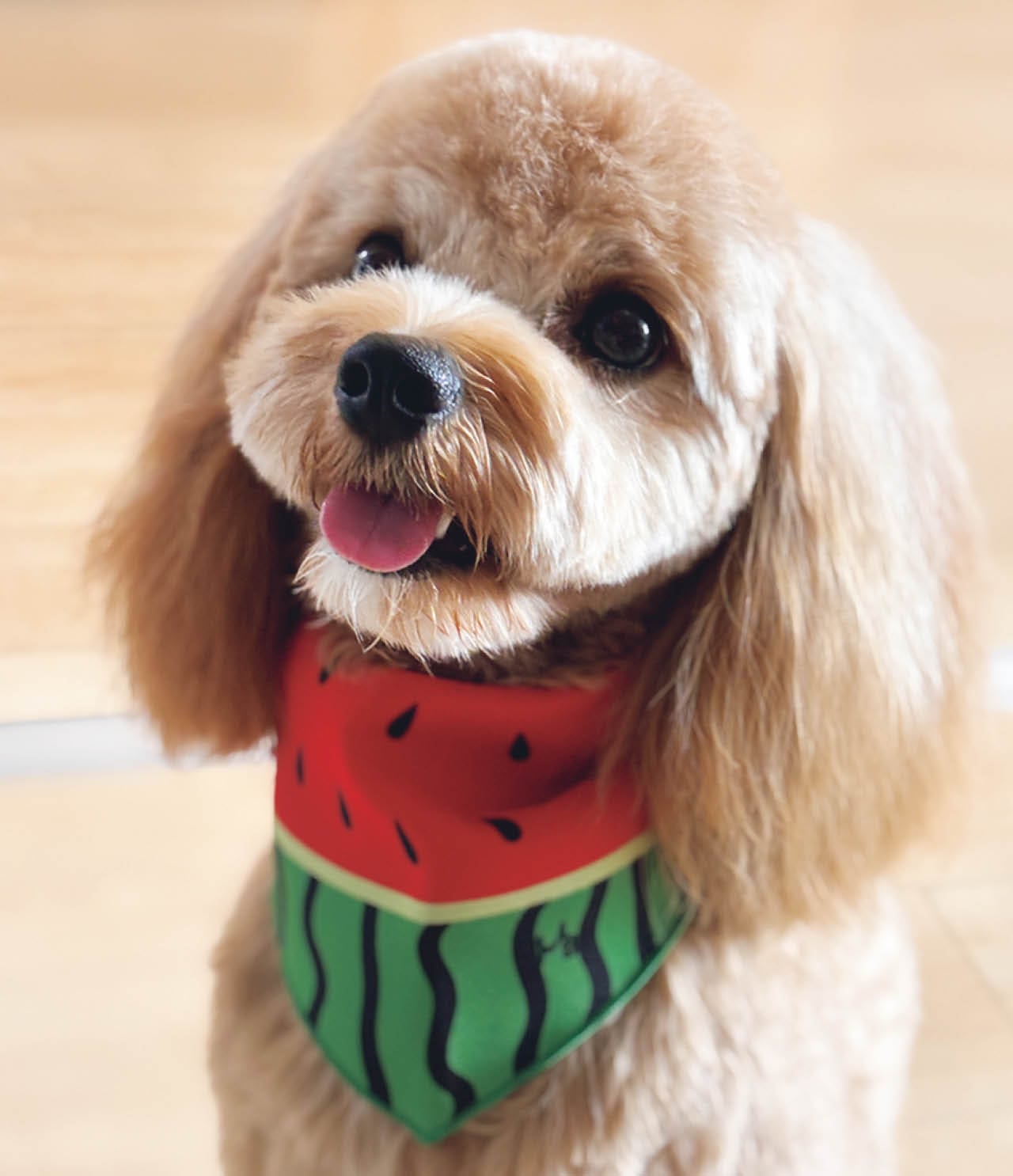 「犬とは目を合わせることを大事にしようねと夫婦で話しています。それだけで気持ちが通じ合えるし、自分の心も安定します」