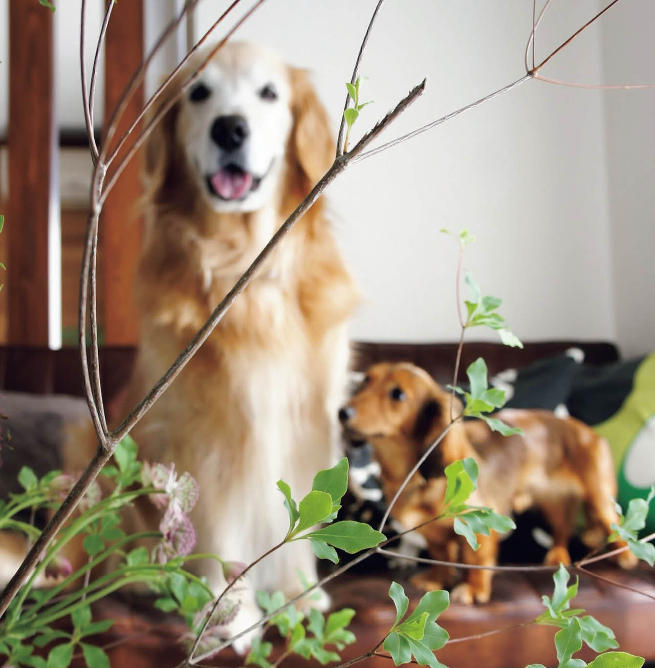 夜寝るとき、2匹は長男と次男の部屋を交互に行き来するそう。