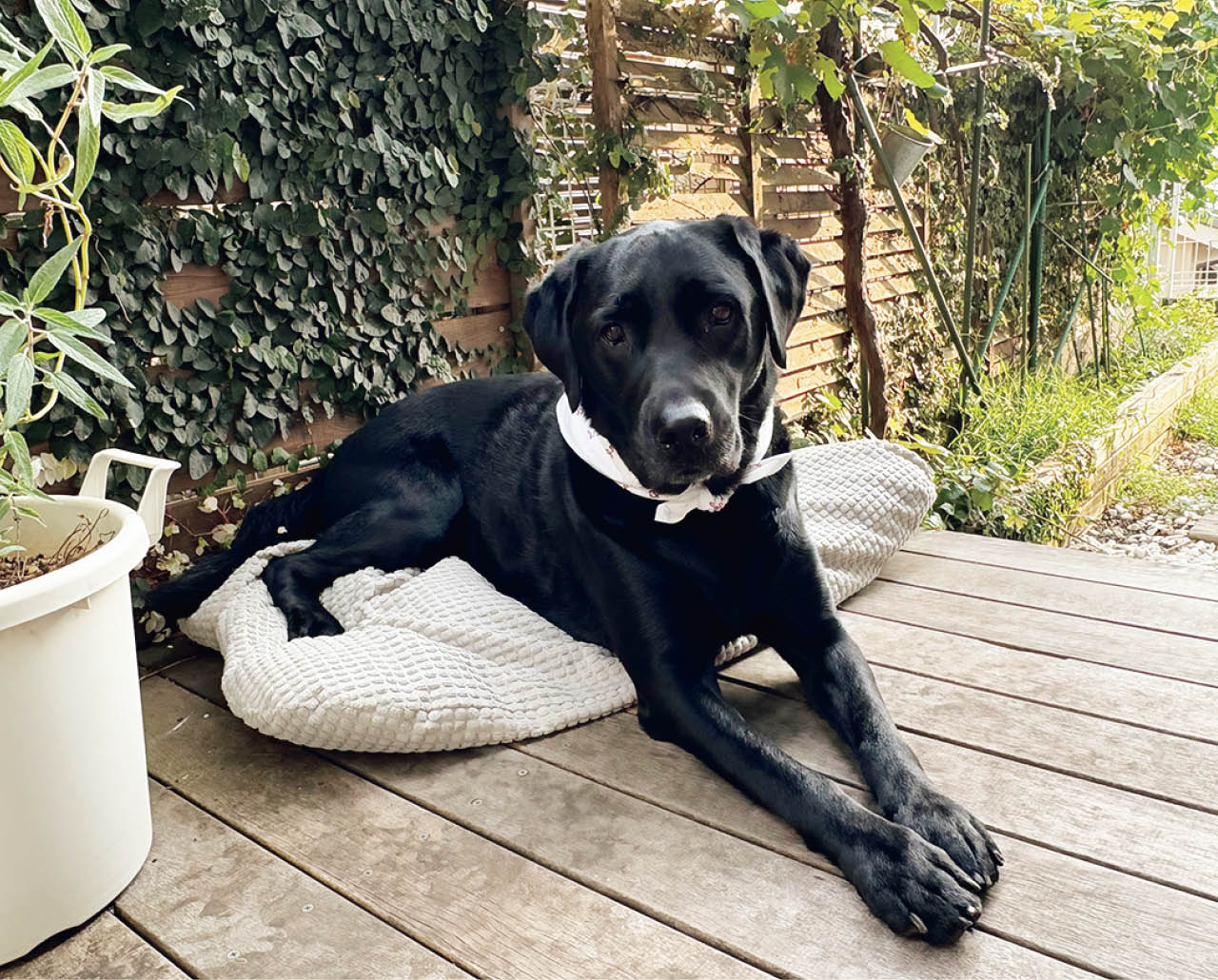 夫がDIYで作ったウッドデッキ。小夏はここでくつろぐのが大好き。