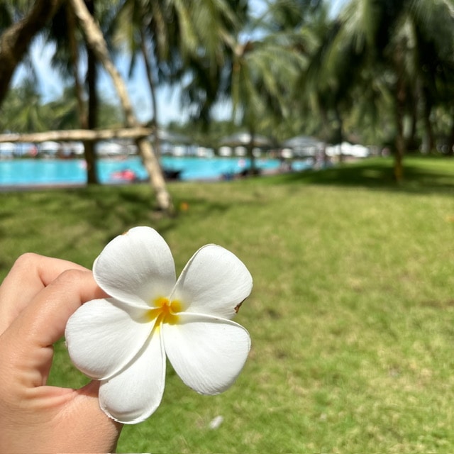 フーコック島・プルメリアの花の写真
