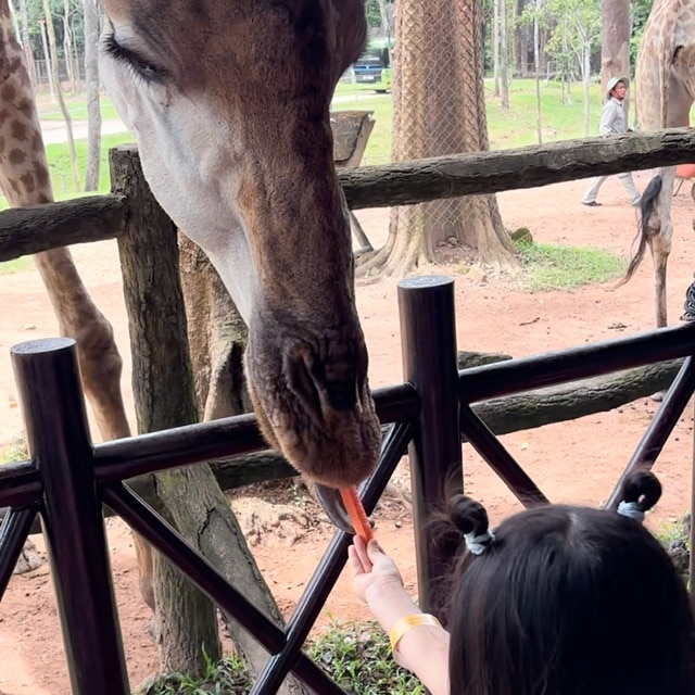 フーコック島・ヴィンパールサファリのキリンに餌槍をしている様子の写真