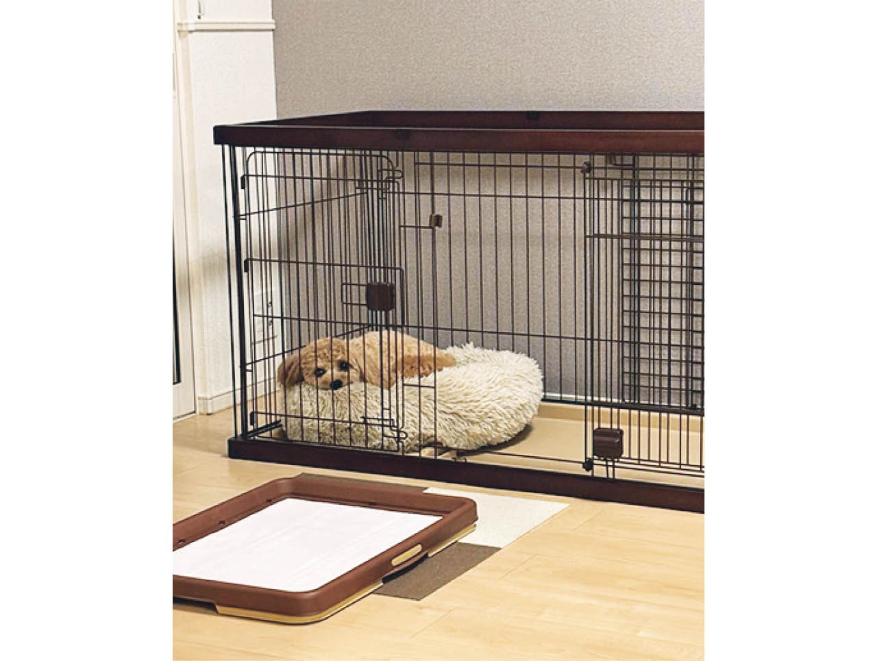 ケージやトイレ、犬のベッドは茶系にして部屋のトーンを統一。