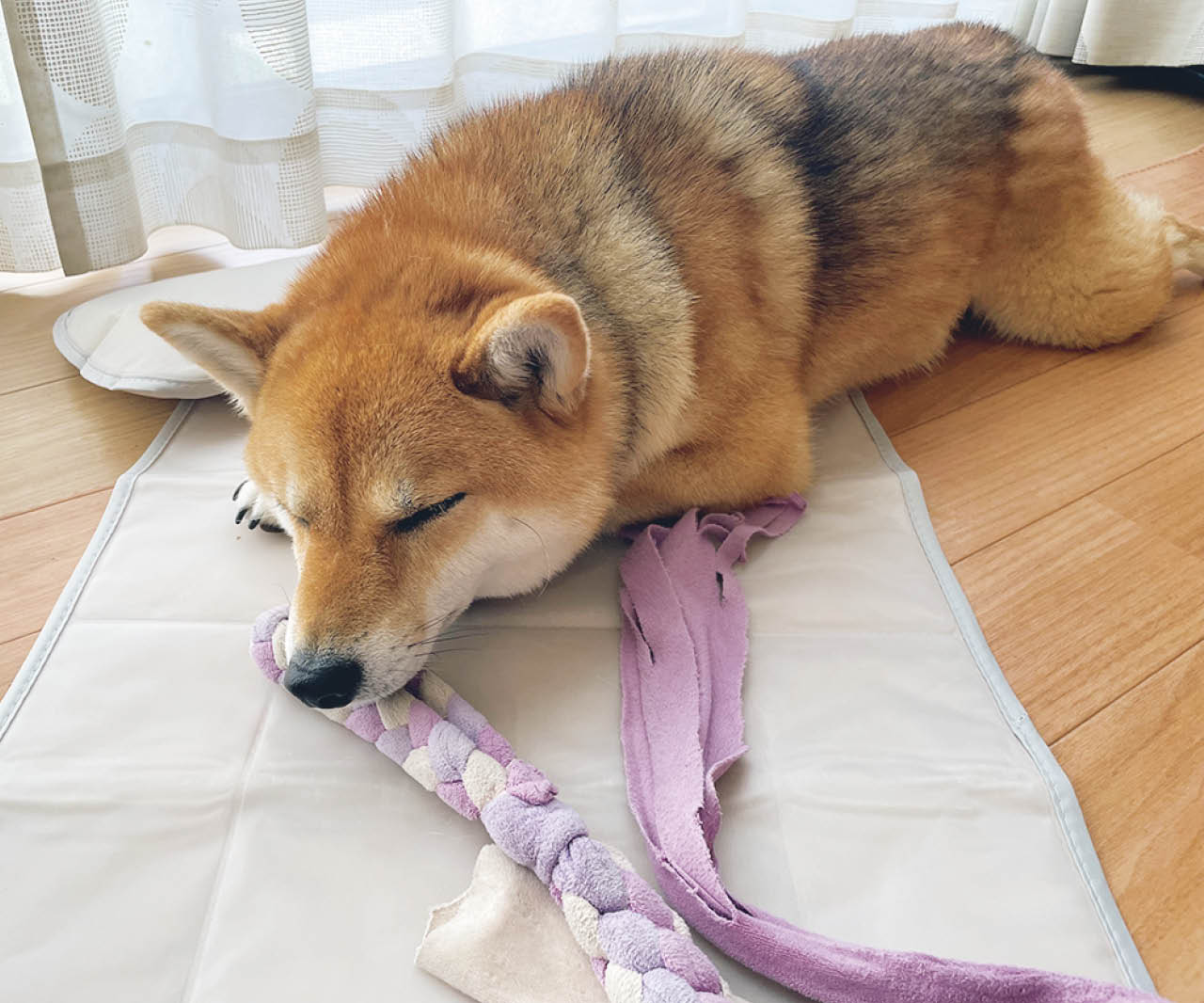 窓辺に置いた冷感マットの上でお昼寝。「『スリーコインズ』は色合いが可愛いペットグッズが充実」