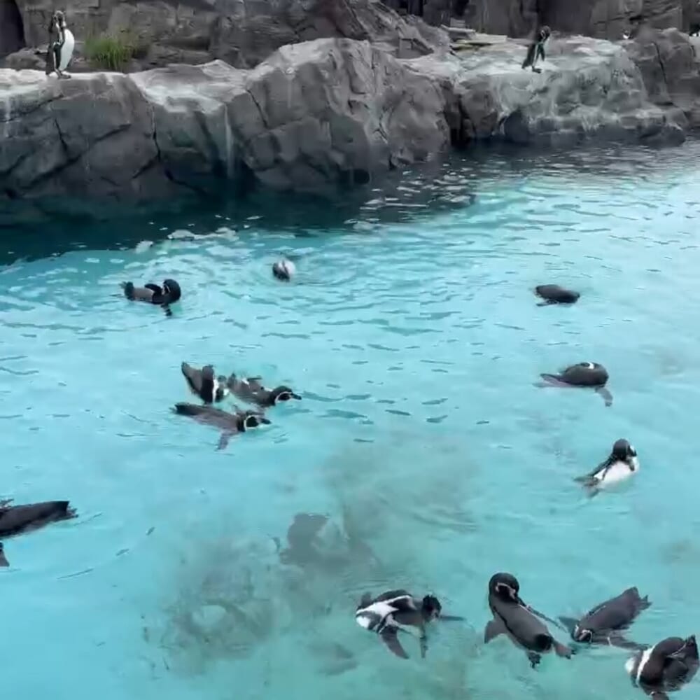 葛西臨海水族園　ペンギン　子連れ