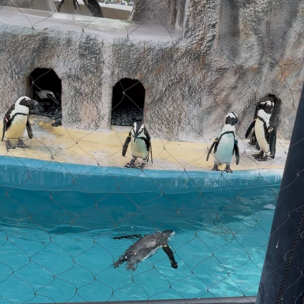 上野動物園　子連れ　おでかけ