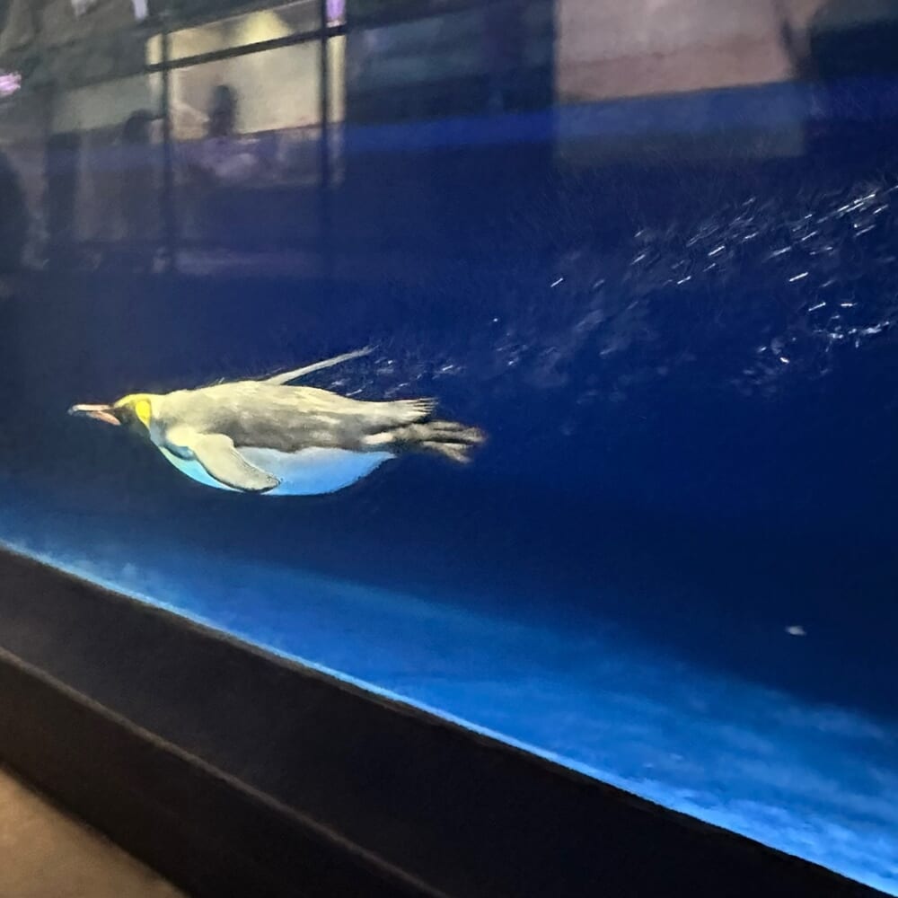 アクアパーク品川　おでかけ　子連れ