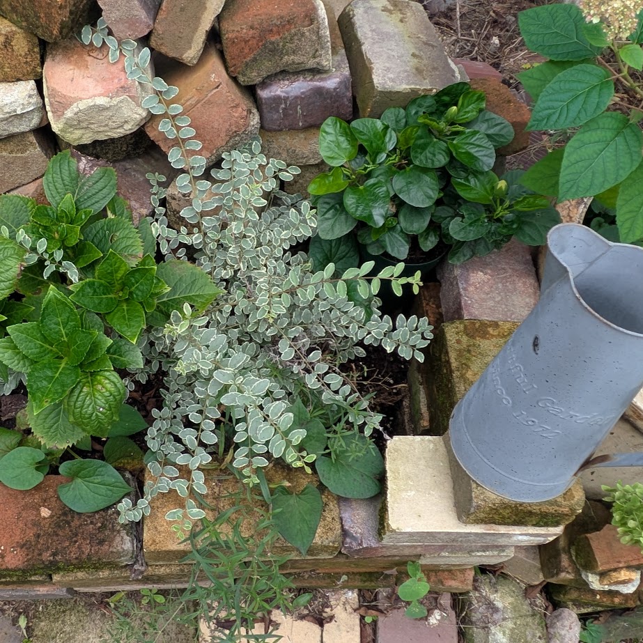 常滑　ハレル　お庭