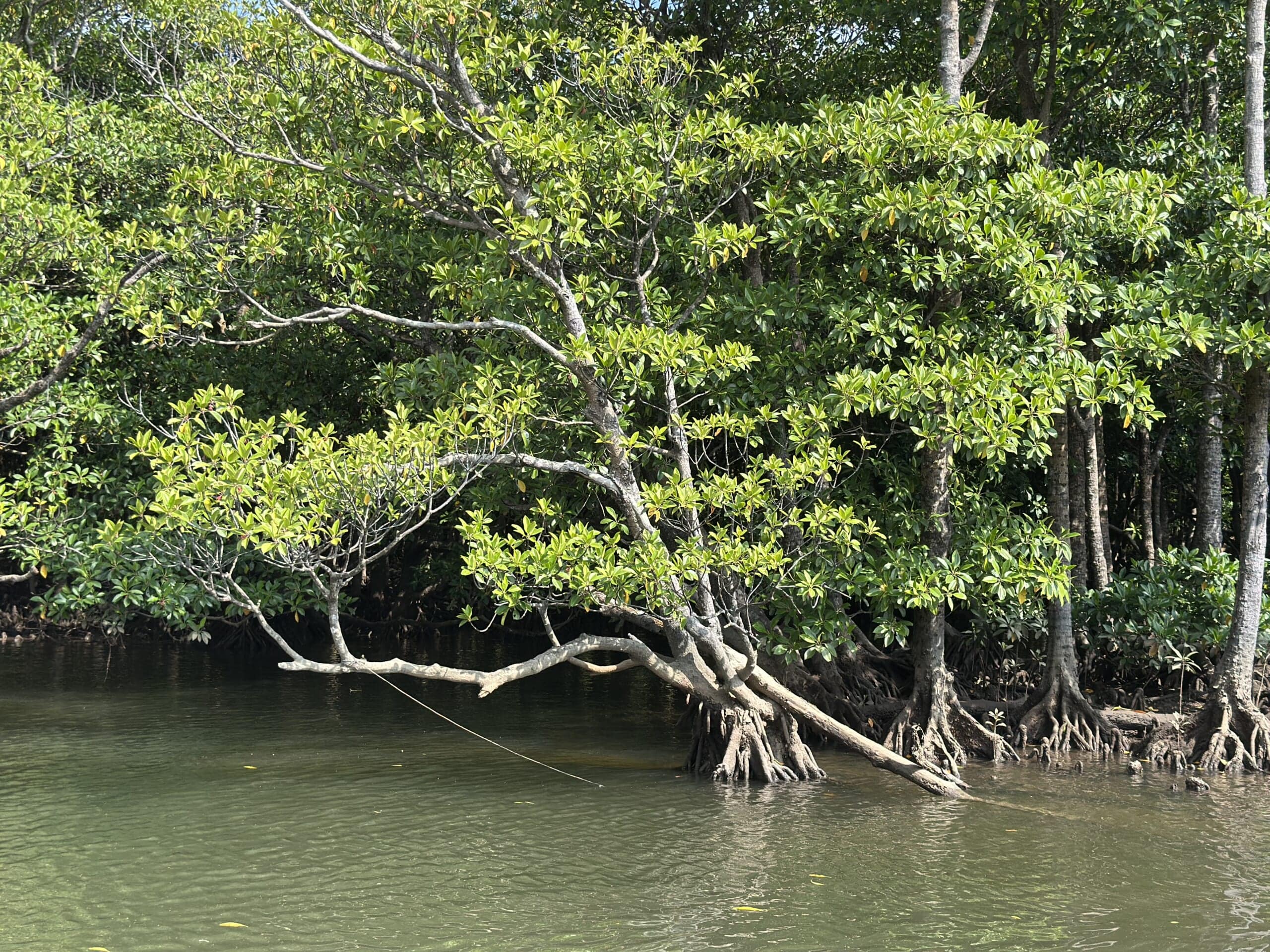 西表島　マングローブ林　カニ