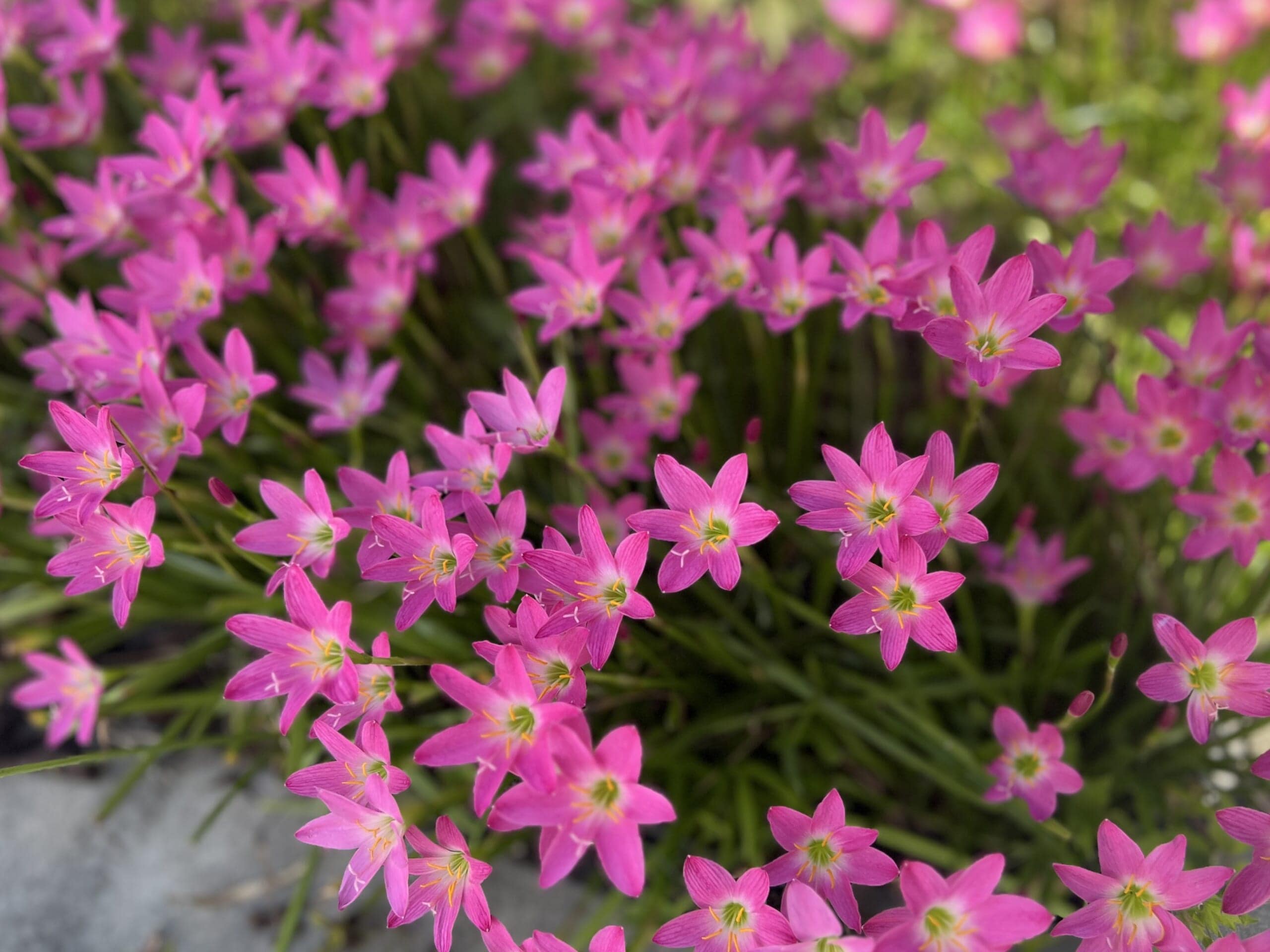 ゼフィランサス