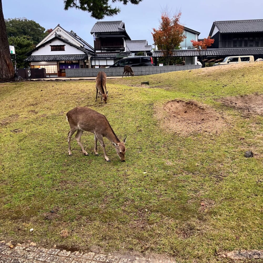 奈良公園　鹿