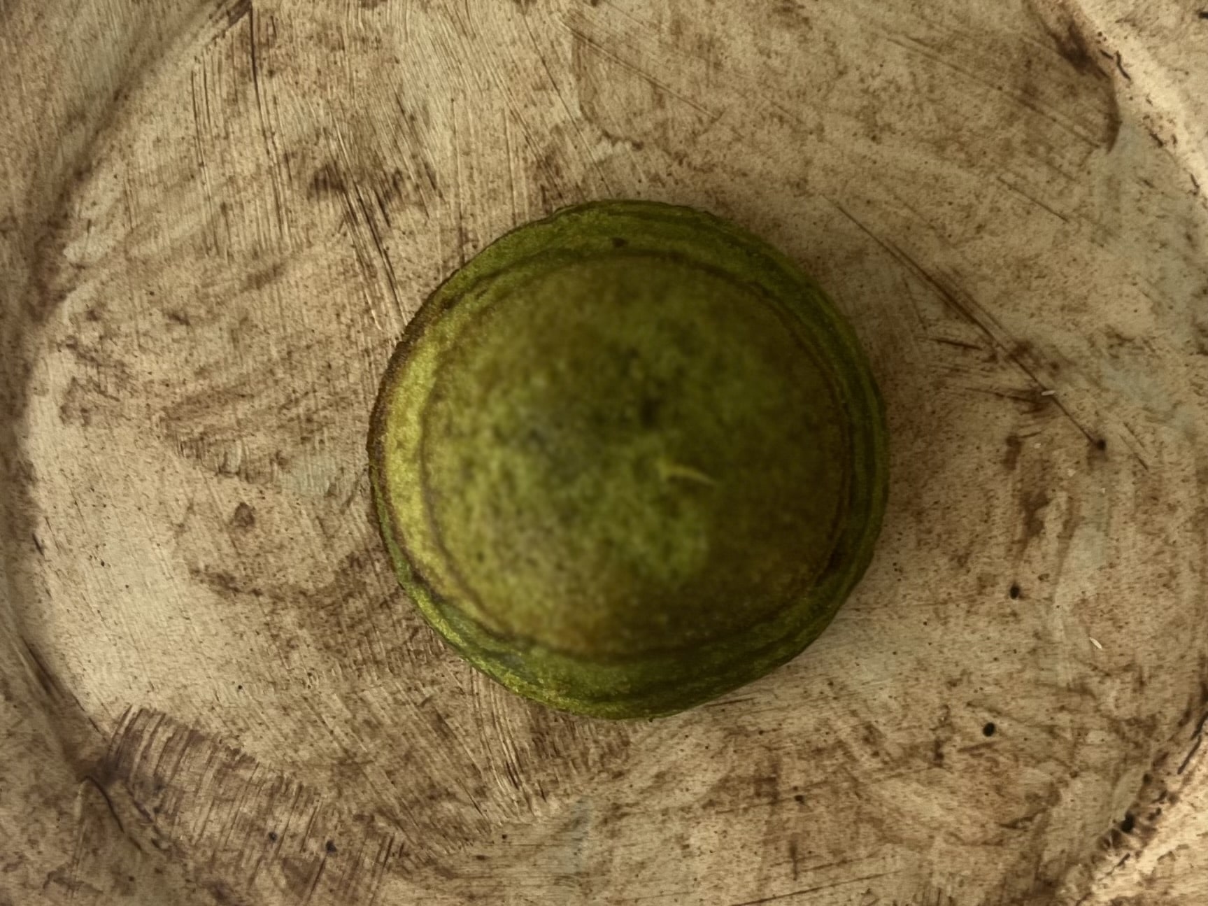 愛され続ける老舗の味「山田屋まんじゅう」を味わう TB icoco