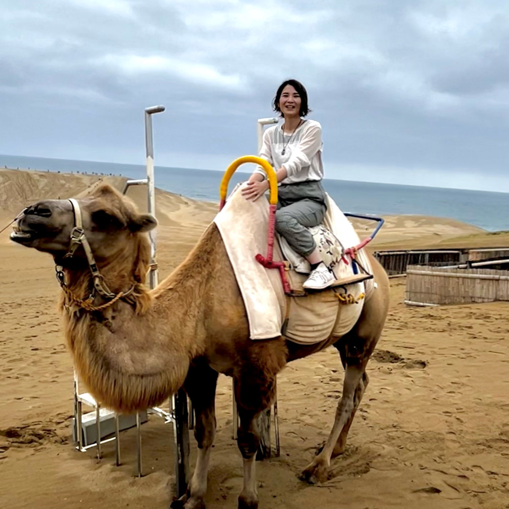 鳥取砂丘 らくだ