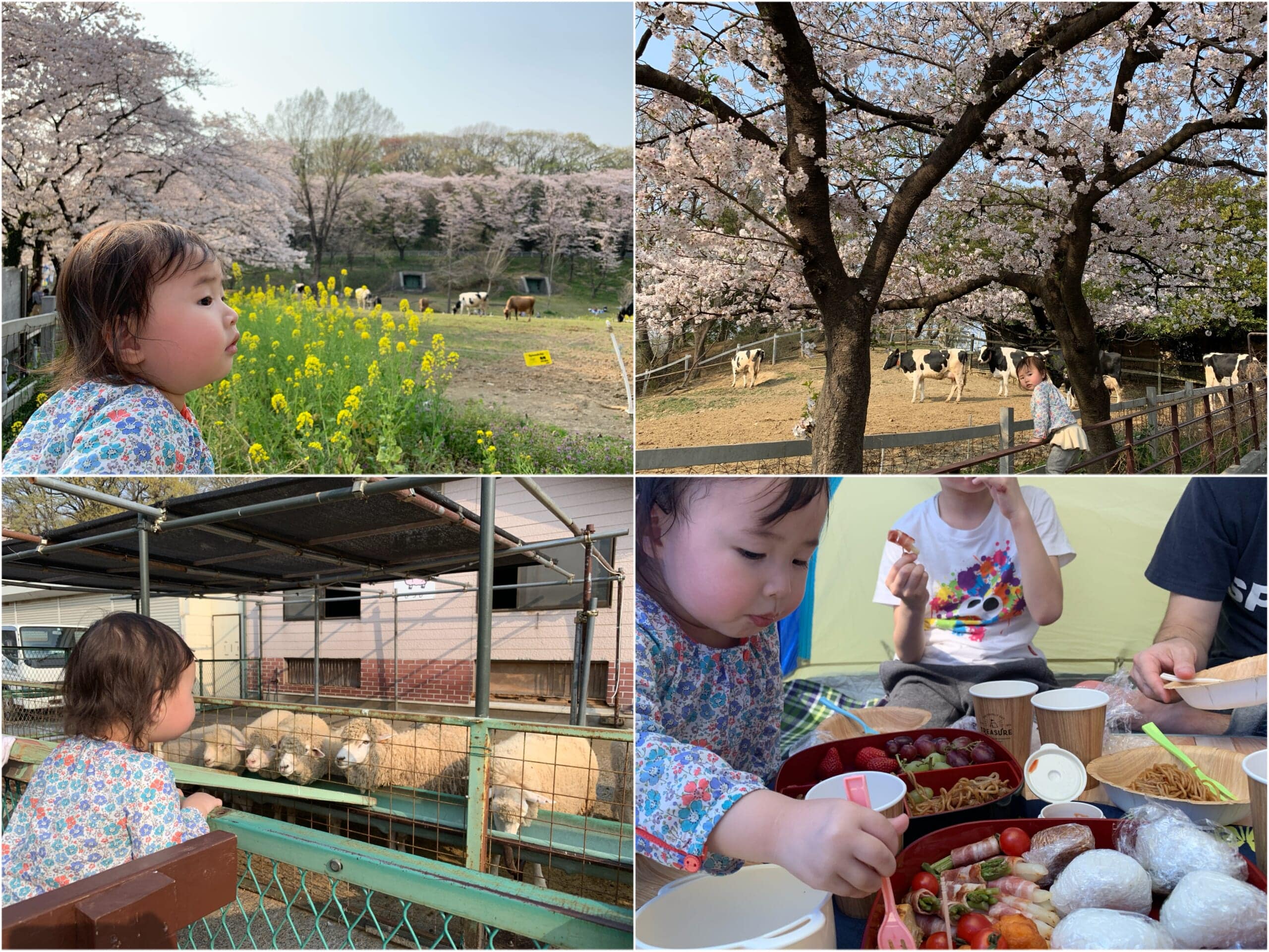 こどもの国でのピクニック、菜の花の写真