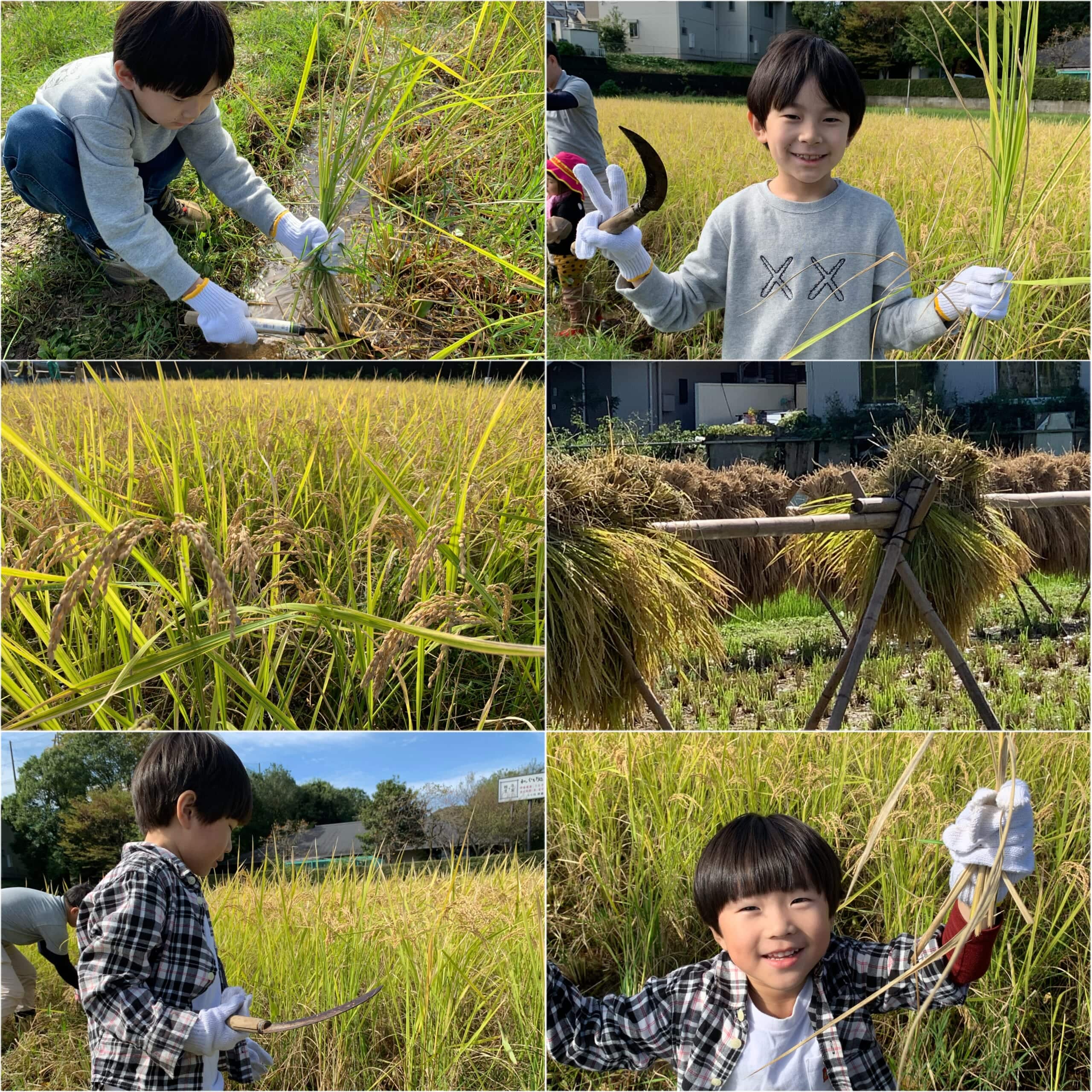 寺家ふるさと村でのお米の収穫体験