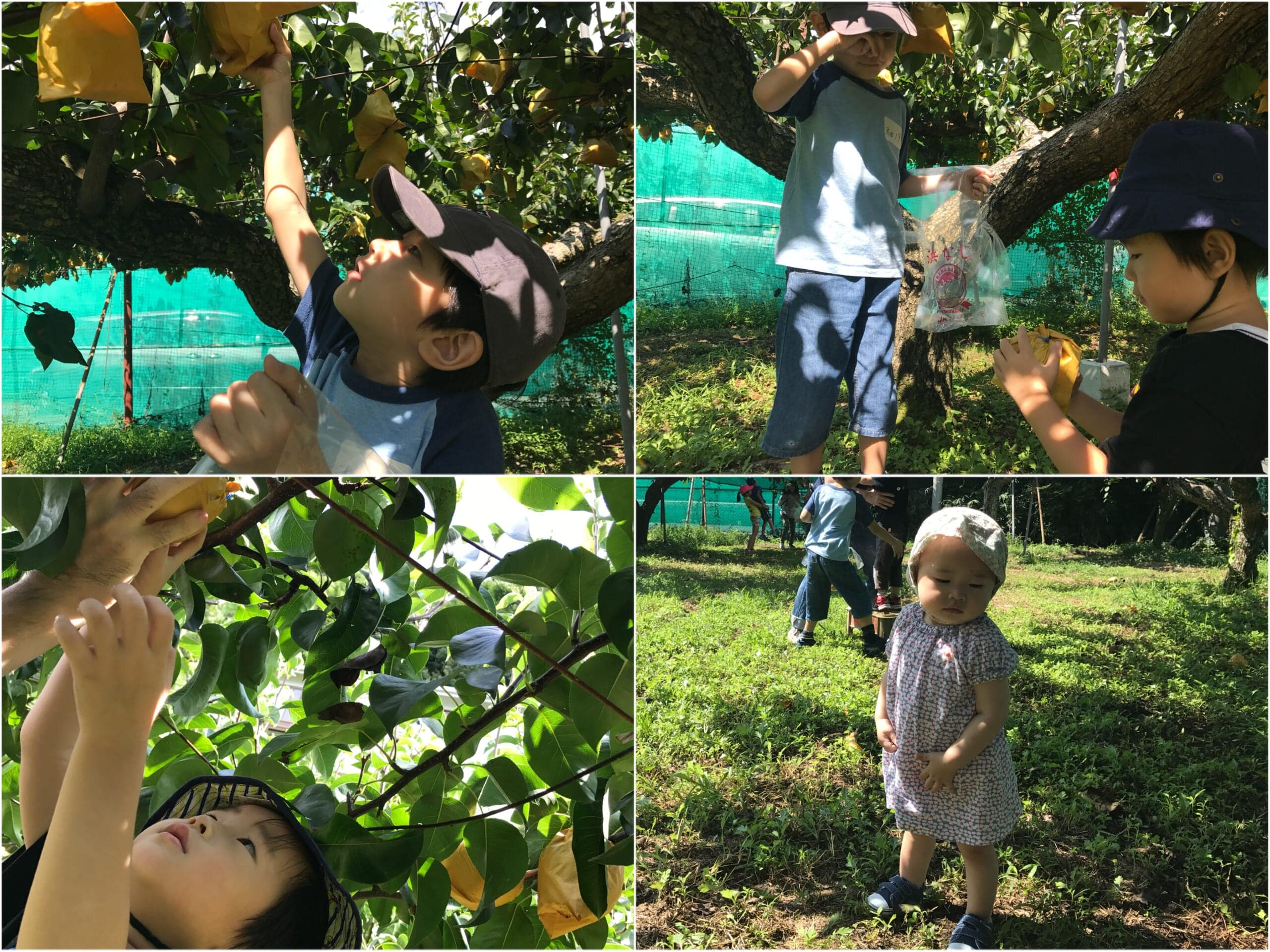 坂田農園さんでの浜なし収穫体験