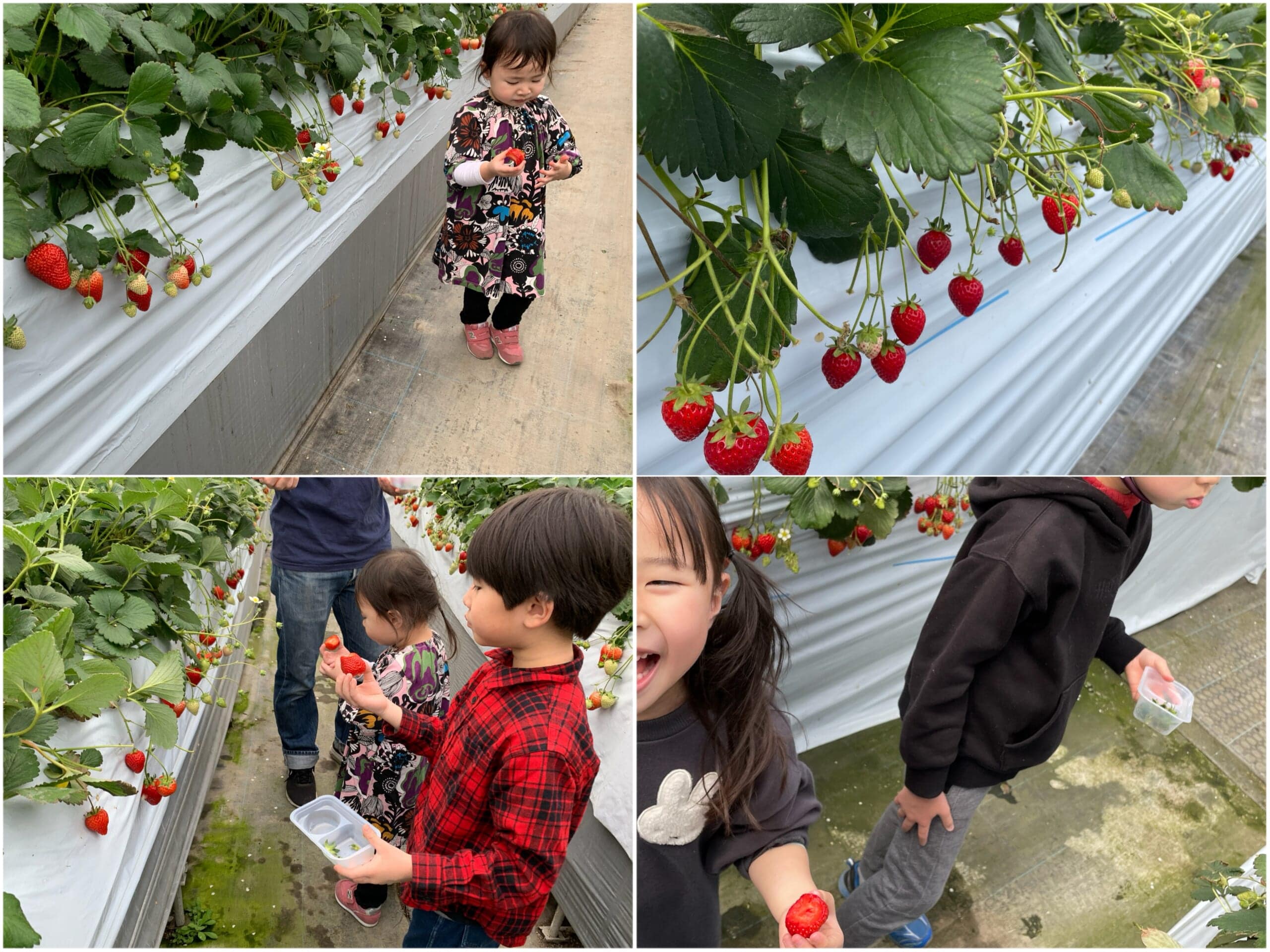 横浜市緑区・徳江いちご農園さんでのいちご狩り体験