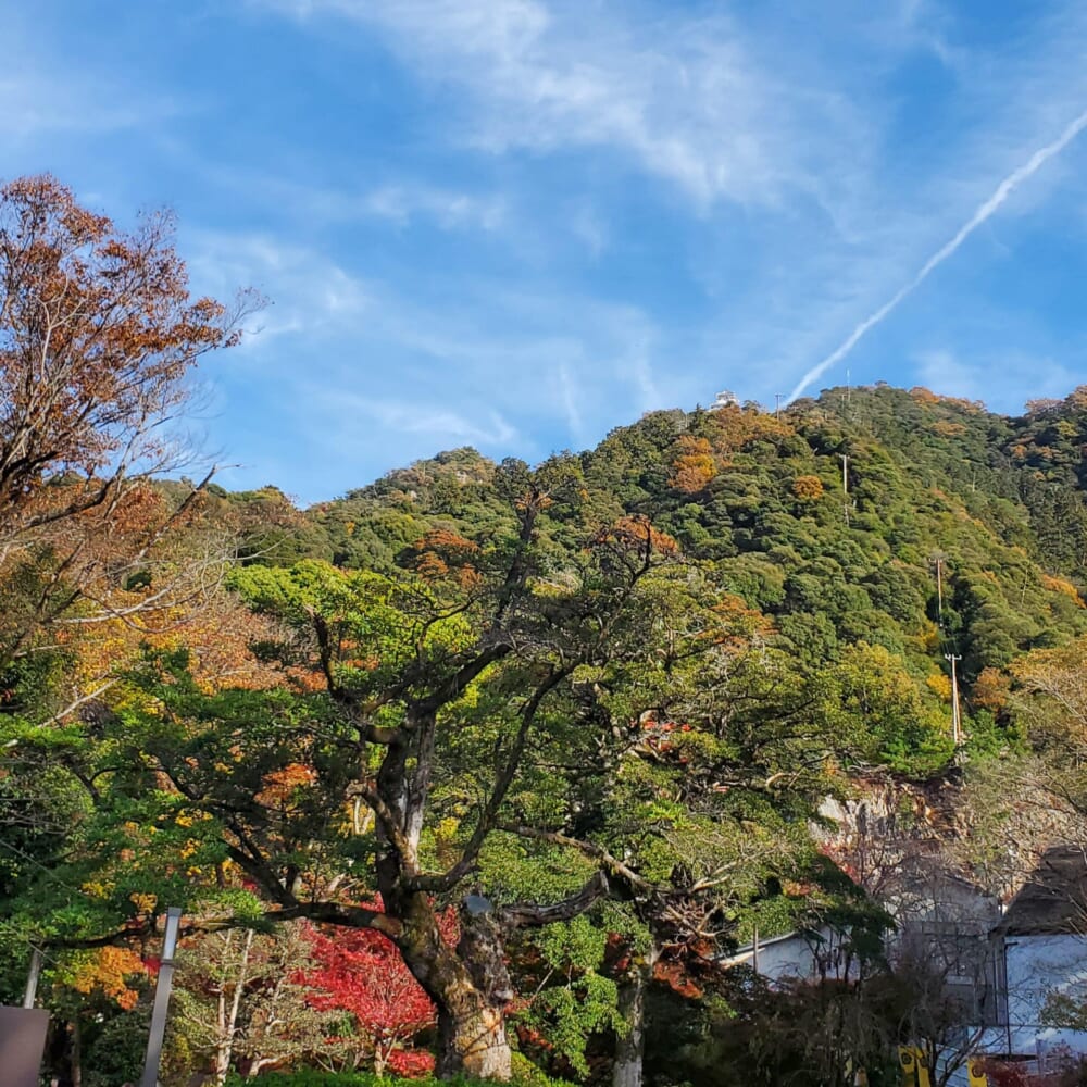 岐阜公園の紅葉