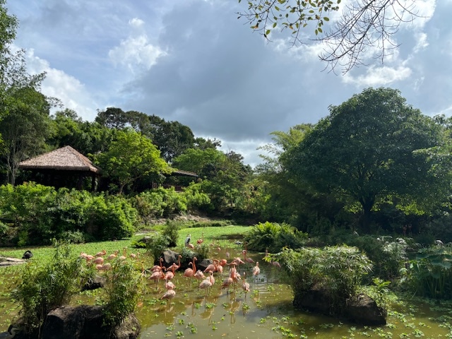 ヴィンパールサファリ フーコックの動物の写真～フラミンゴ