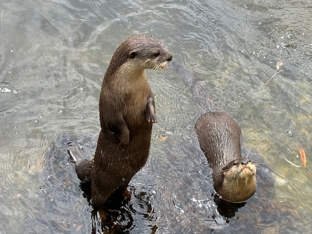 ヴィンパールサファリ フーコックの動物の写真～カワウソ