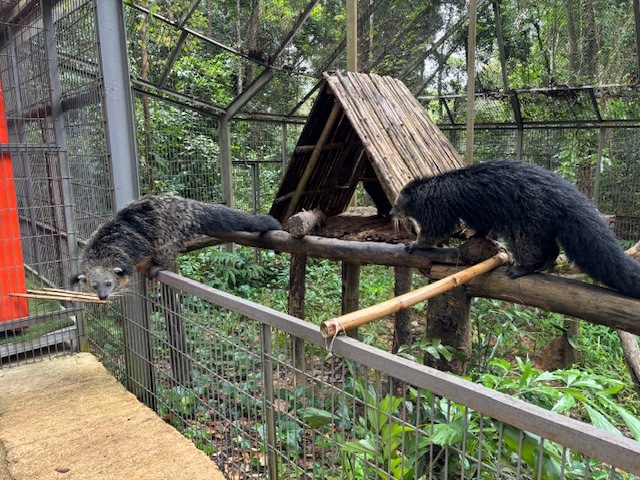 ヴィンパールサファリ フーコックの動物の写真～クマネコ