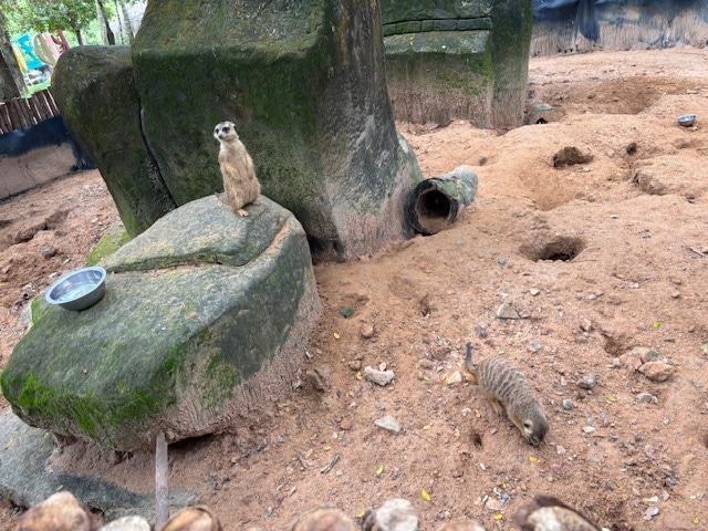 ヴィンパールサファリ フーコックの動物の写真～ミーアキャット