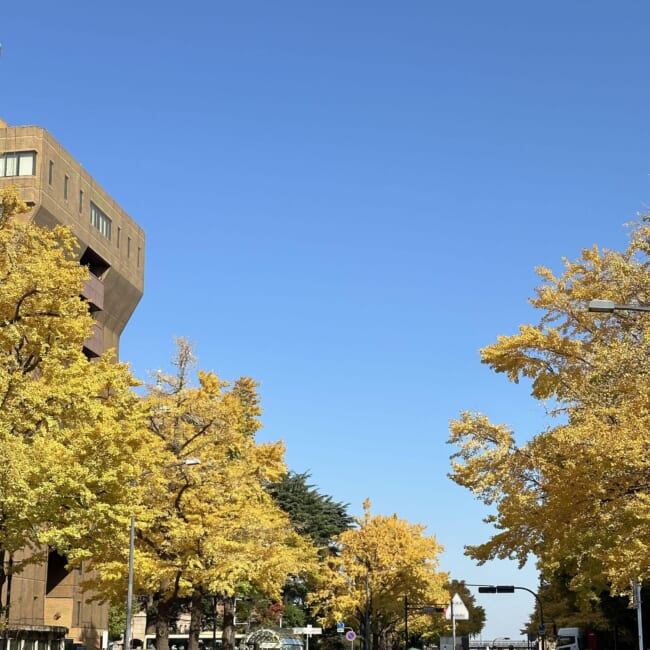 横浜・日本大通り 銀杏並木