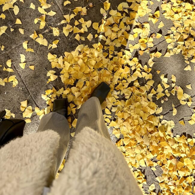 横浜・日本大通り 銀杏並木