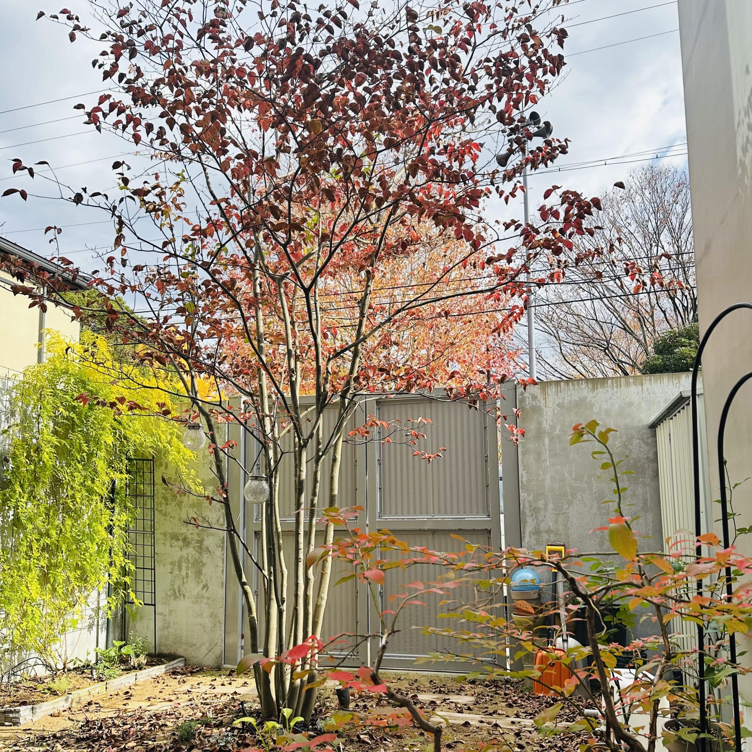 秋の庭　2025　ミミ