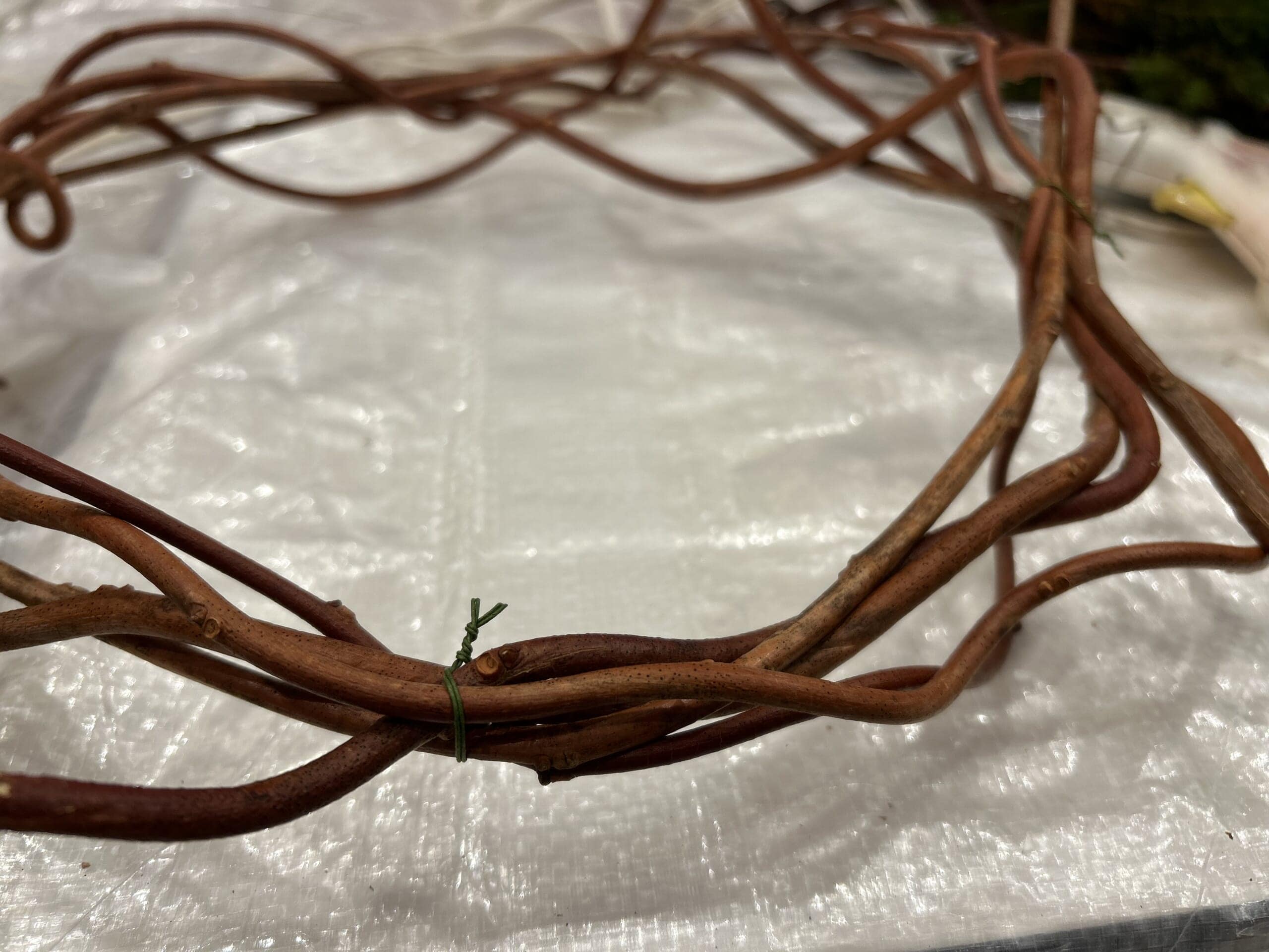 簡単にできる手作りクリスマスリースの作り方、ベニヅルを丸めて固定。