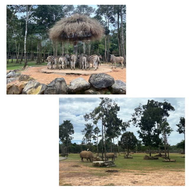 ヴィンパールサファリ フーコックのサファリ内にいるシマウマやサイなど装飾動物の写真