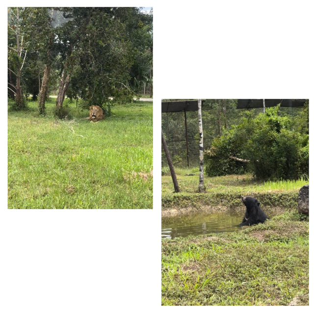 ヴィンパールサファリ フーコックのサファリ内にいるライオンや熊の写真