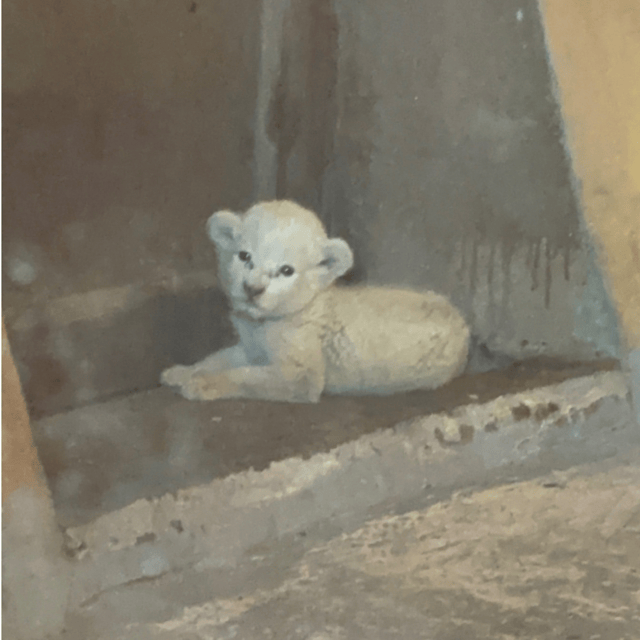 ヴィンパールサファリ フーコックの動物の写真～ライオンの赤ちゃん