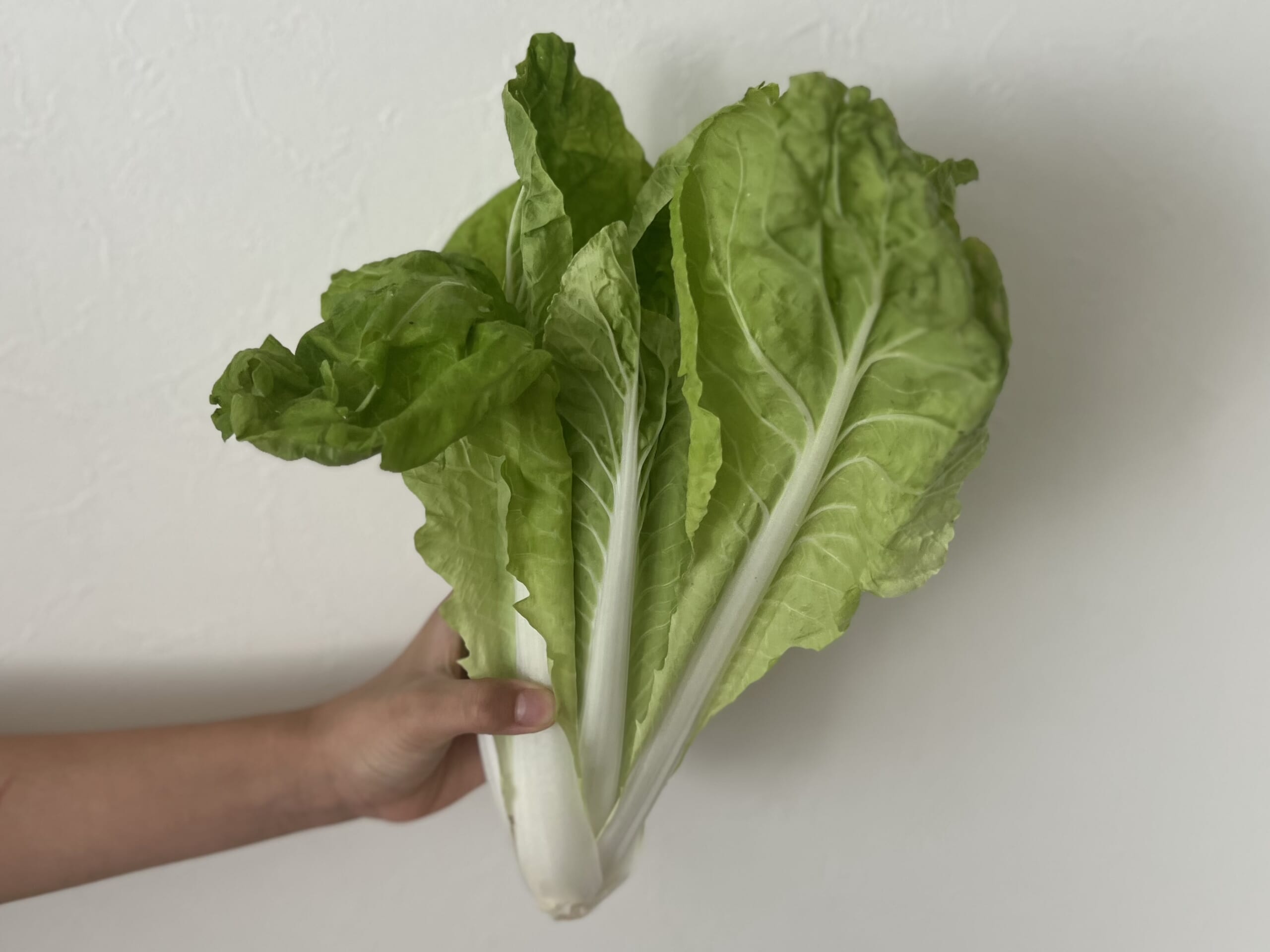 もちもち！ライスペーパーのエビ蒸し餃子/ TB icoco