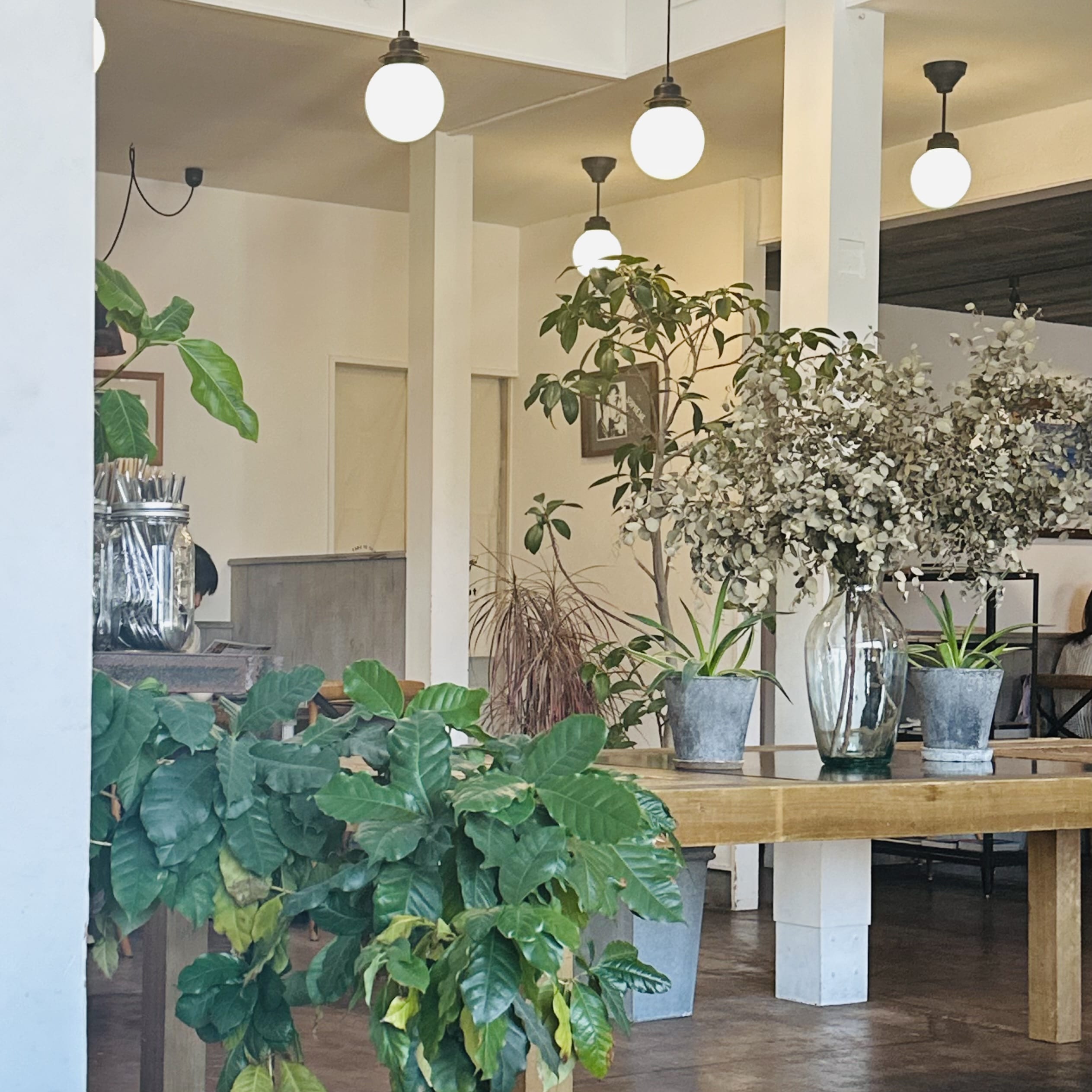 Cajon to Seed 金沢市　カフェ 観葉植物