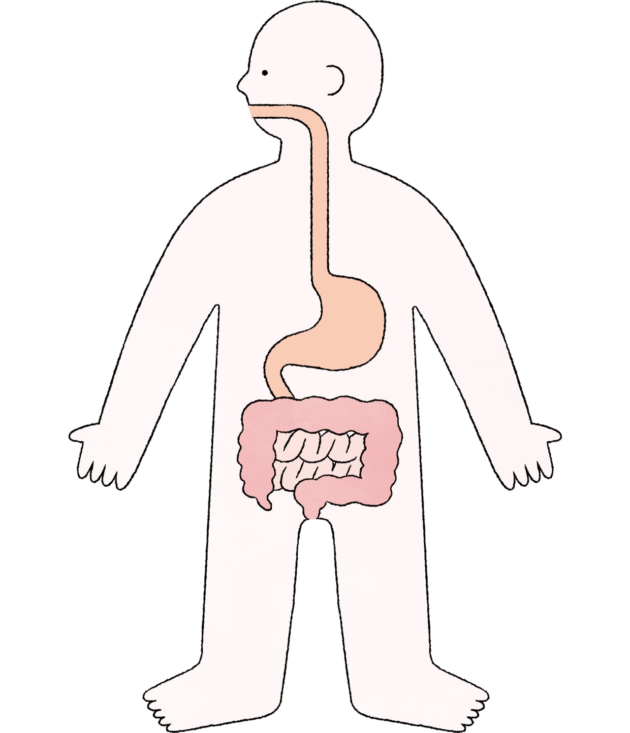 人体と腸のイラスト