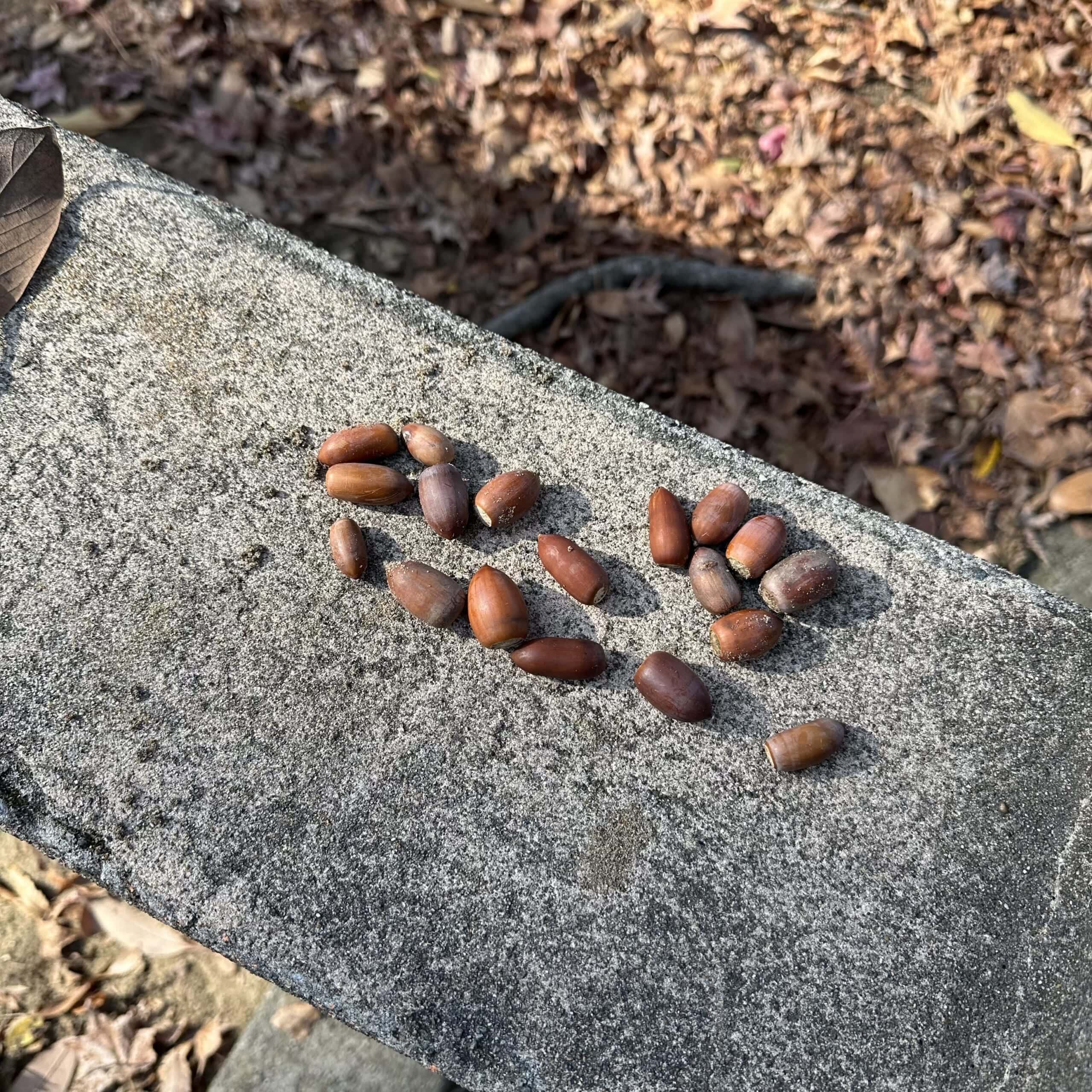 どんぐり　マテバシイ　公園