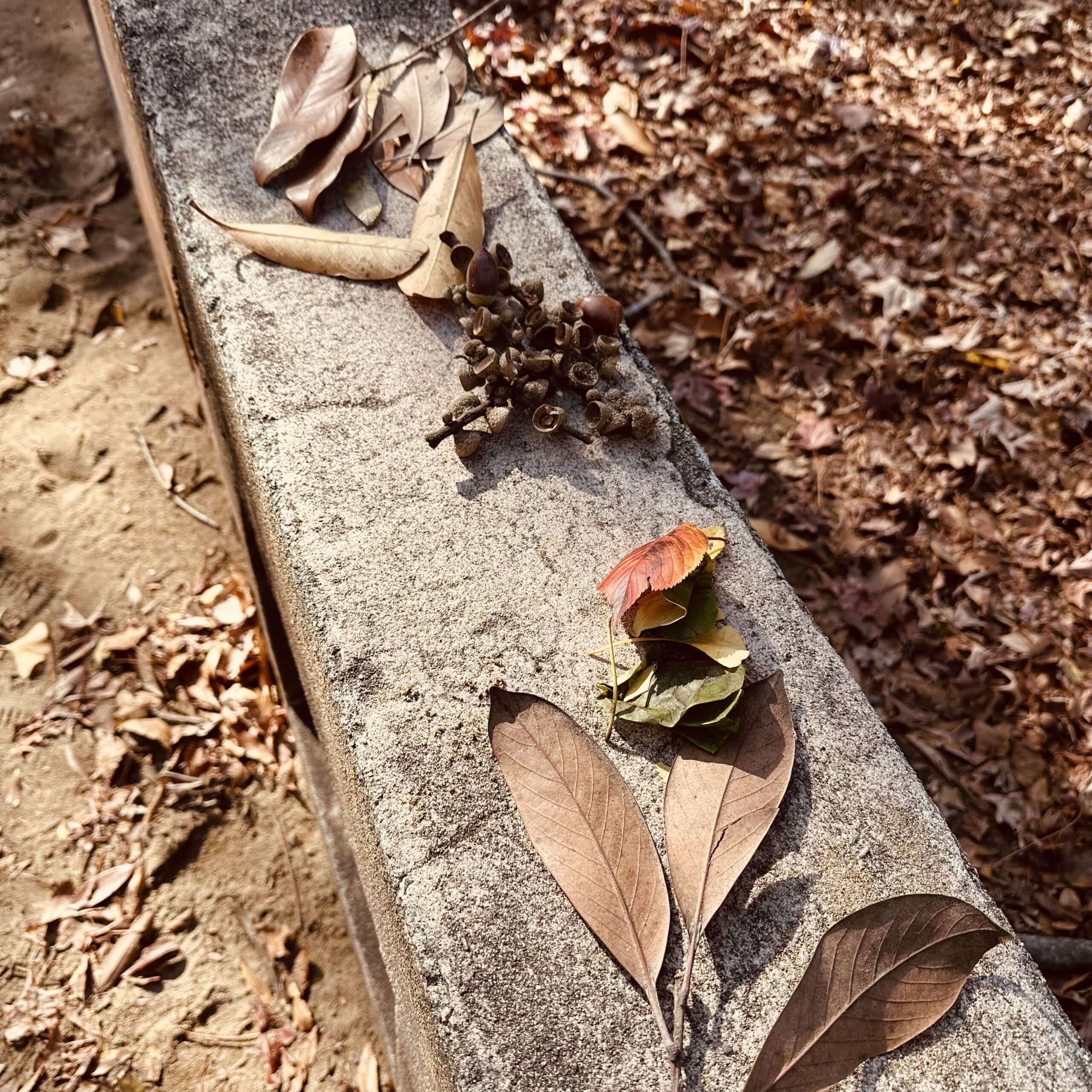 どんぐり　公園　秋