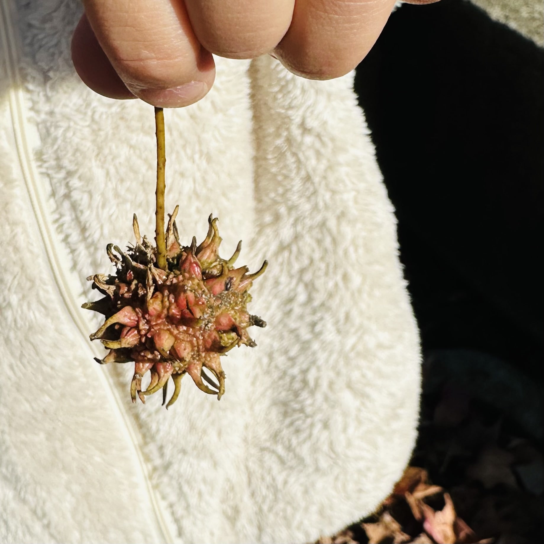 プラタナス　公園　秋