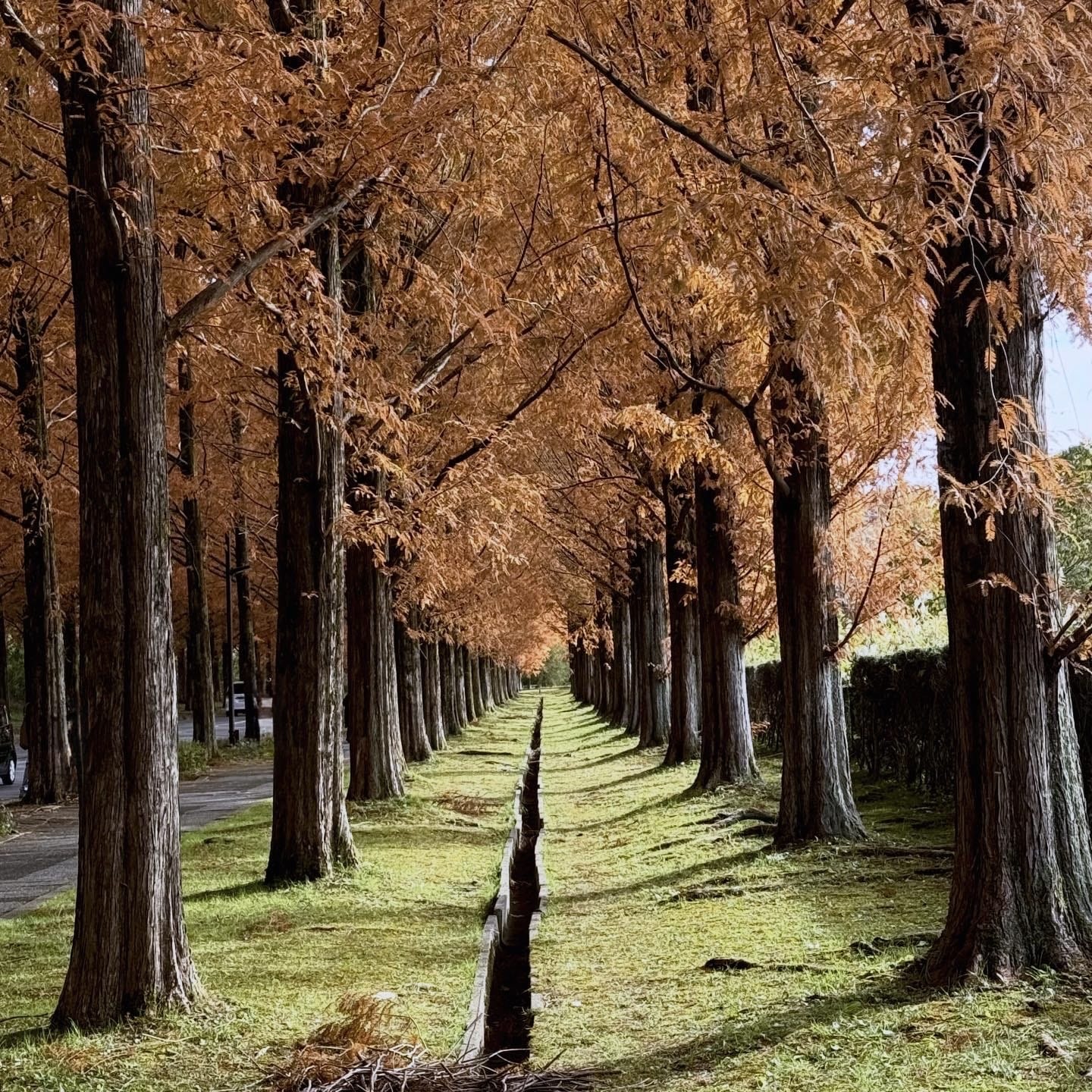 石川県　メタセコイア並木　金沢市太陽が丘