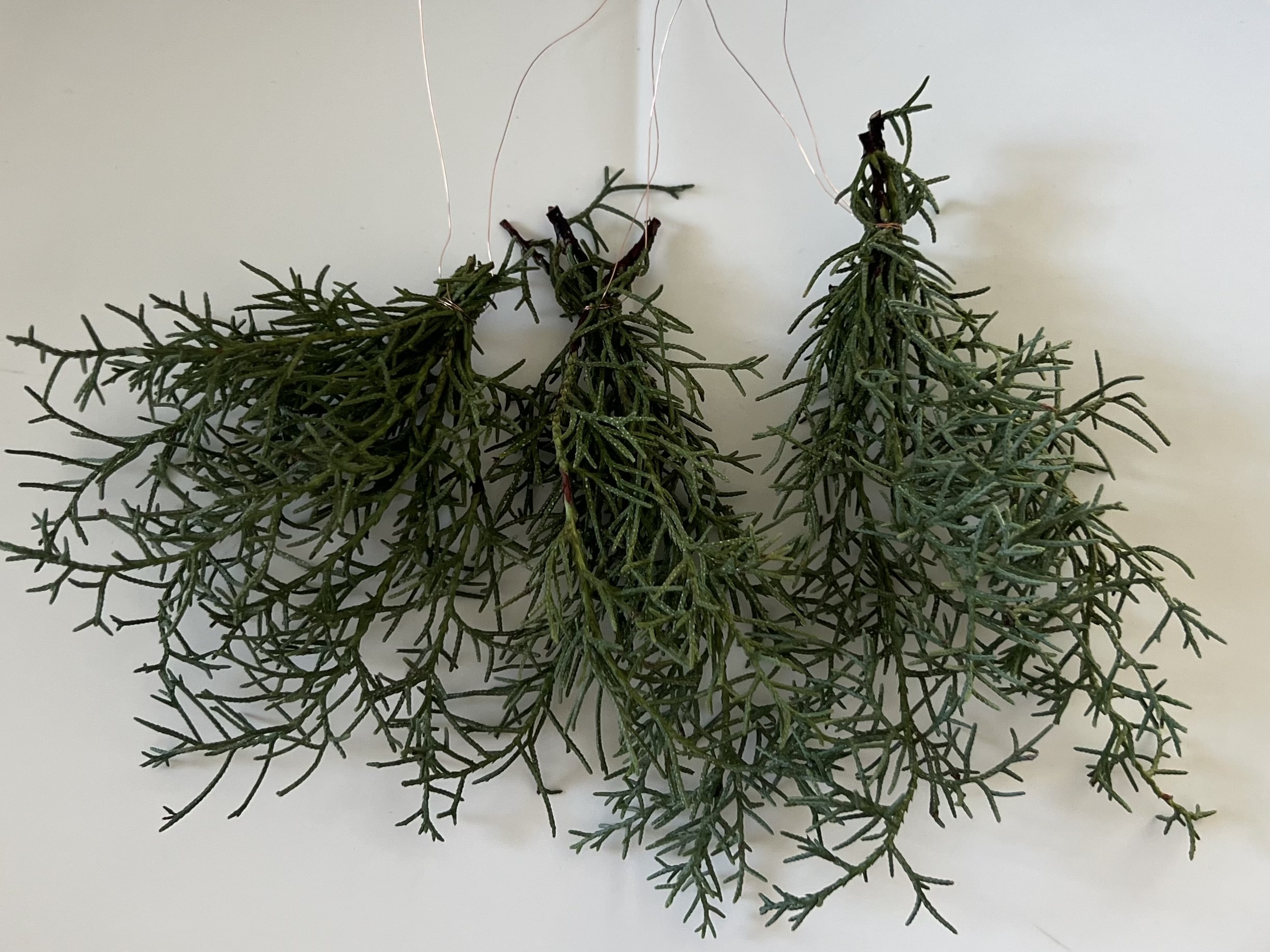 【“小さく飾る”クリスマス】手軽にできる植物アレンジ ・5年目のご挨拶 TB icoco