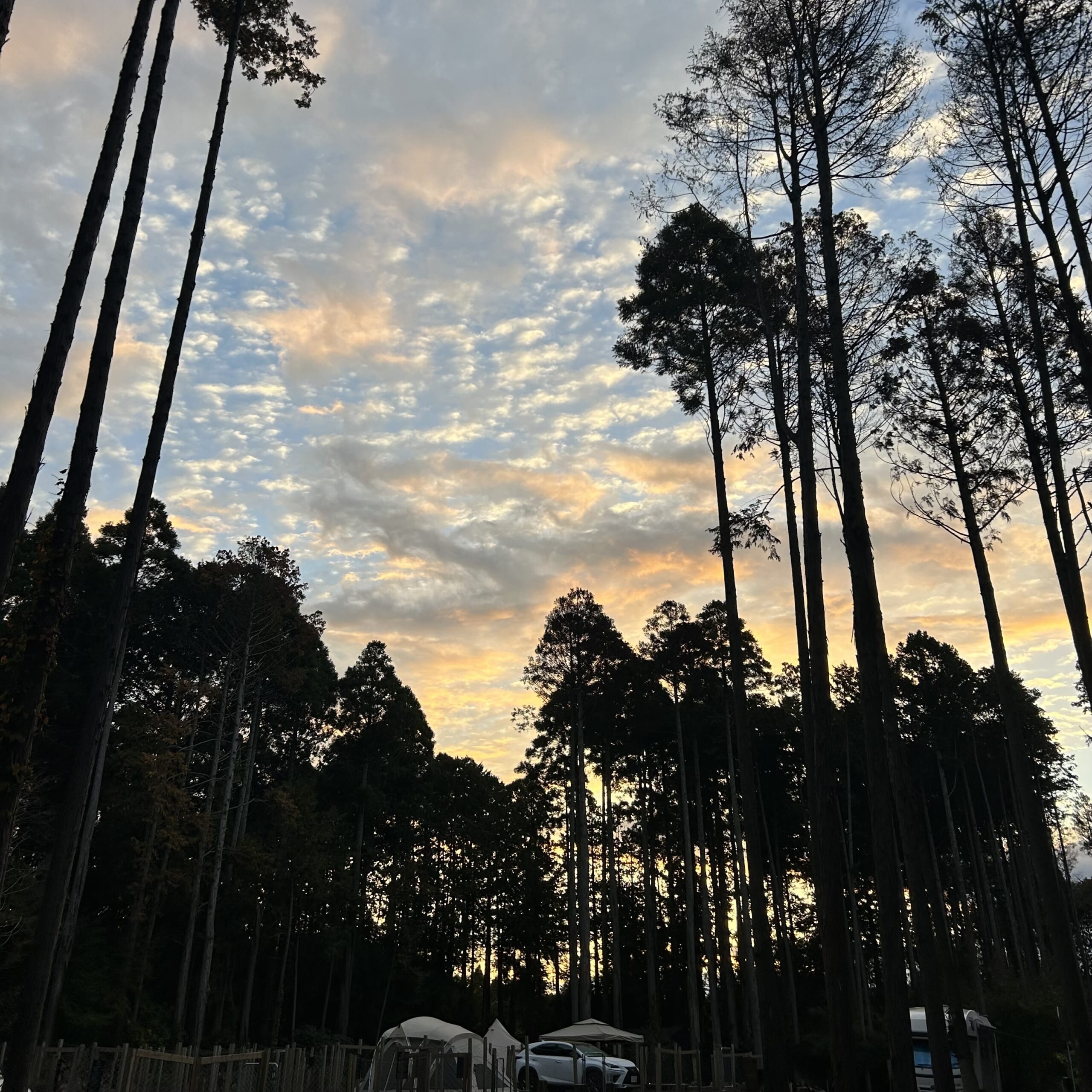 早起きして、ひとりで散歩していた目線