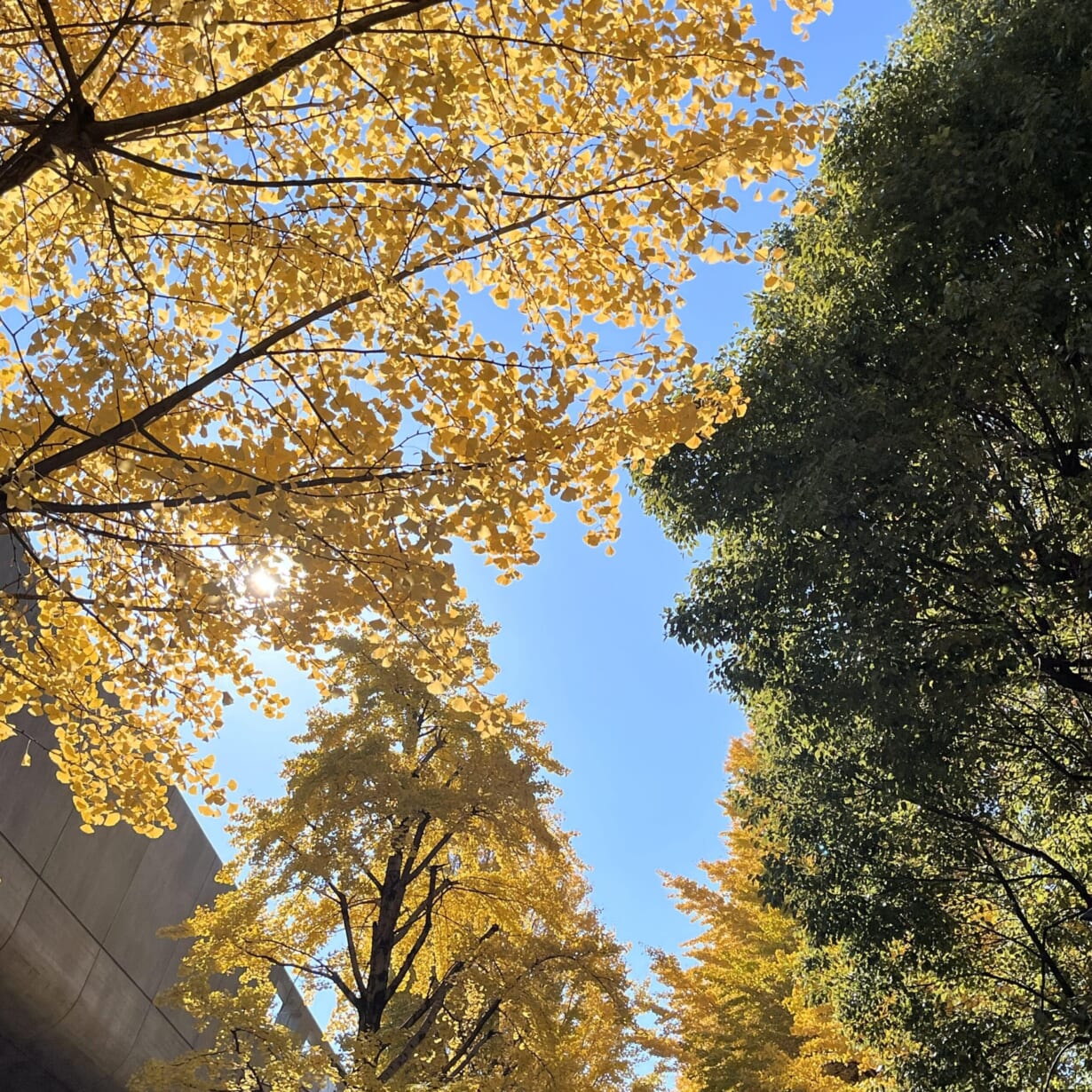 上野公園のイチョウの木