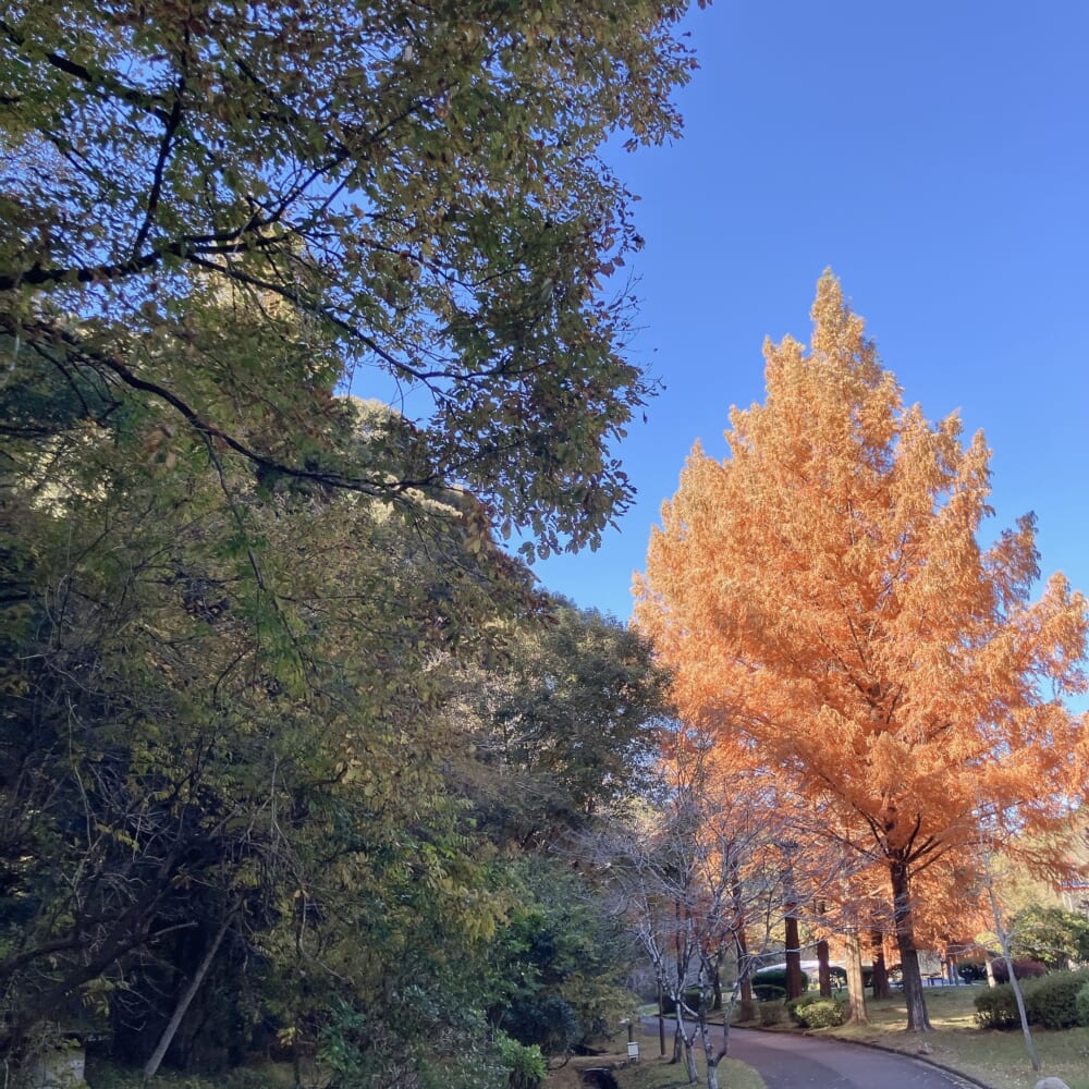 百年公園 サイクリング④