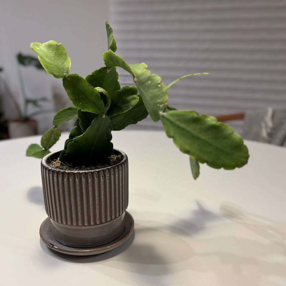 サボテン　鉢　蚤の市