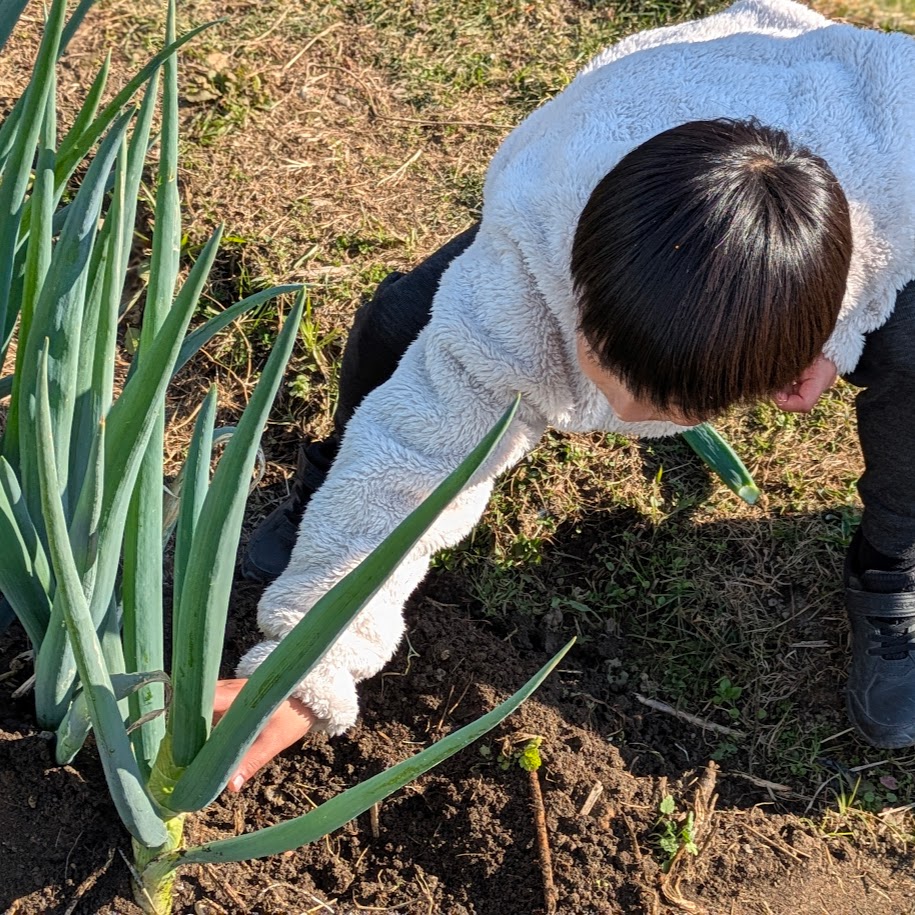 ねぎ　LEE100コポ　収穫体験