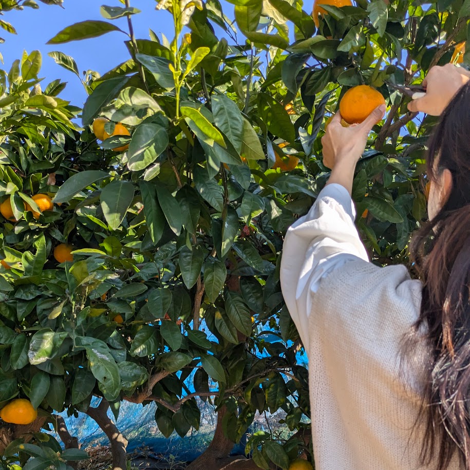 LEE100コポ　ミカン狩り　季節の行事
